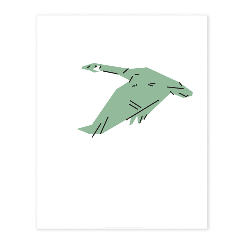 canadian goose
