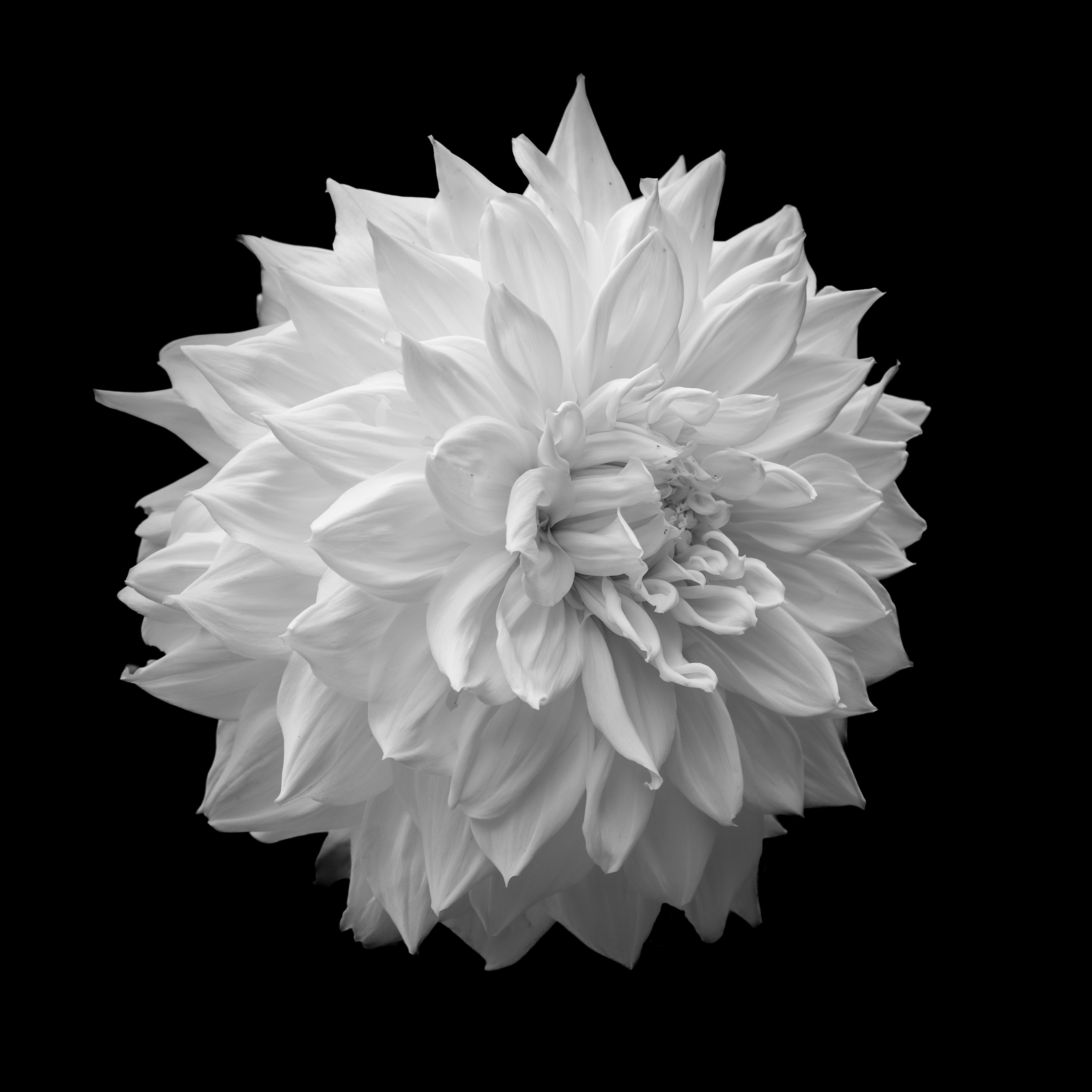 Dinner plate Dahlia B&W