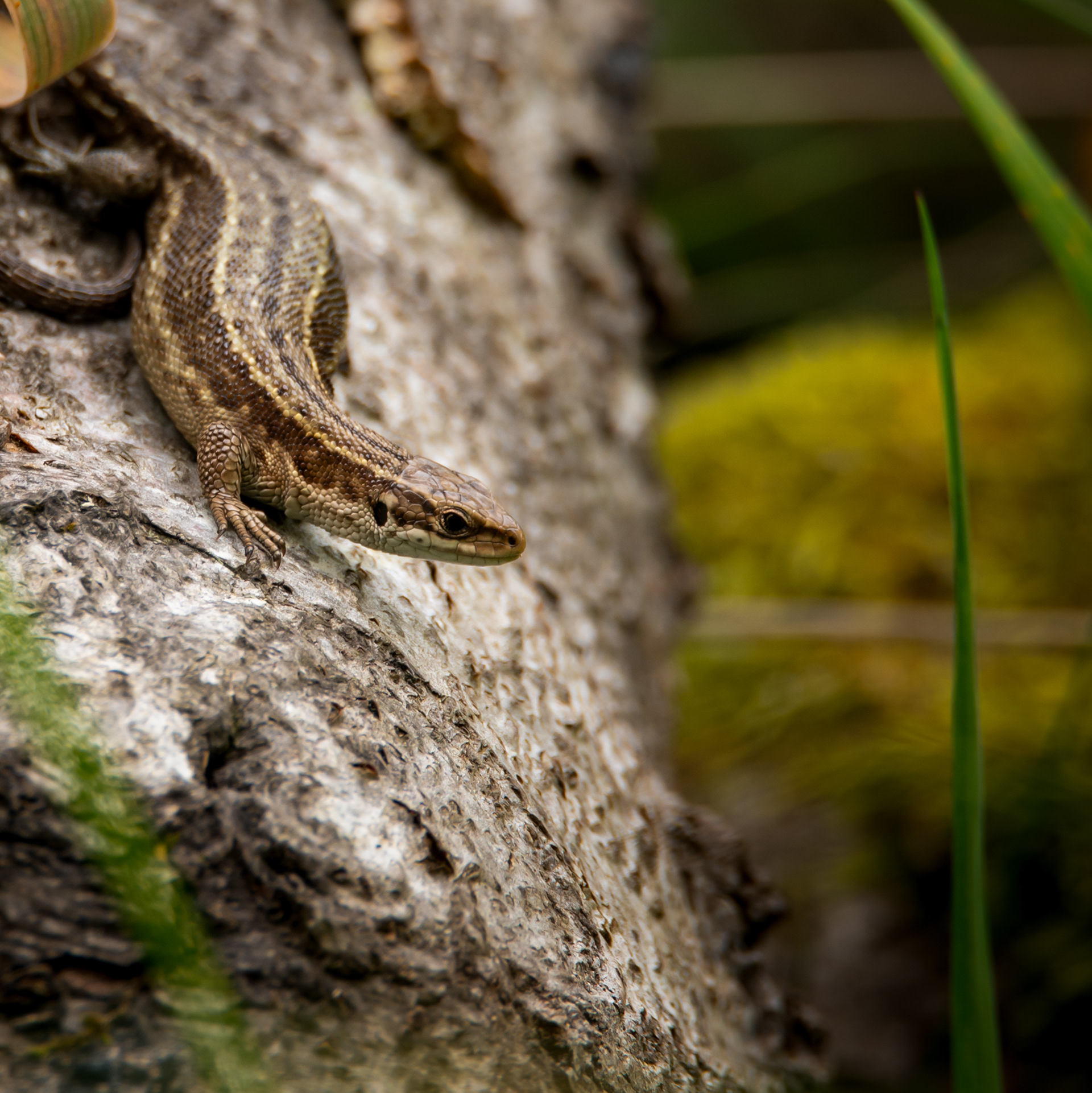 Common Lizard
