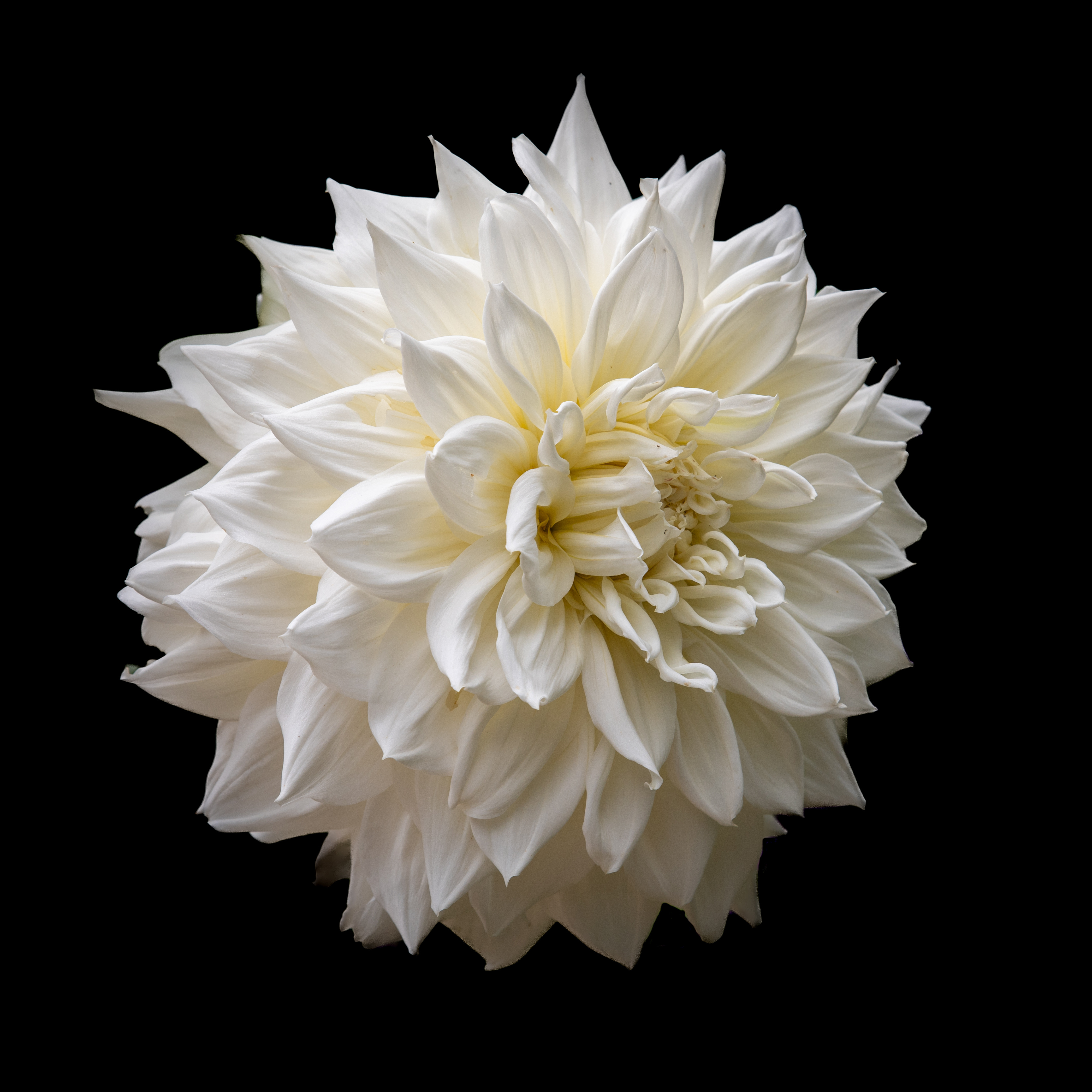 Dinner plate Dahlia