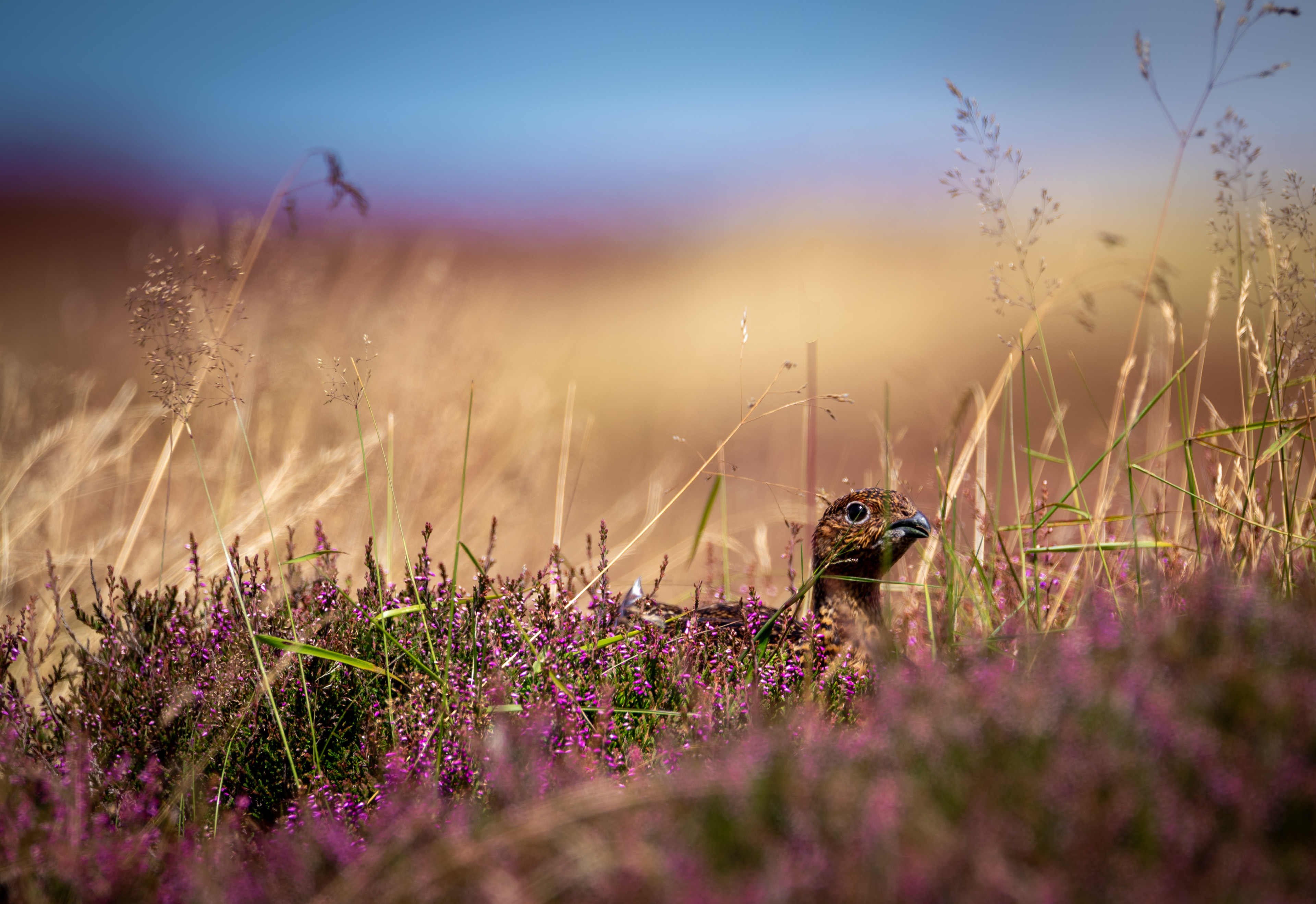 Red Grouse hiding amongst the heather