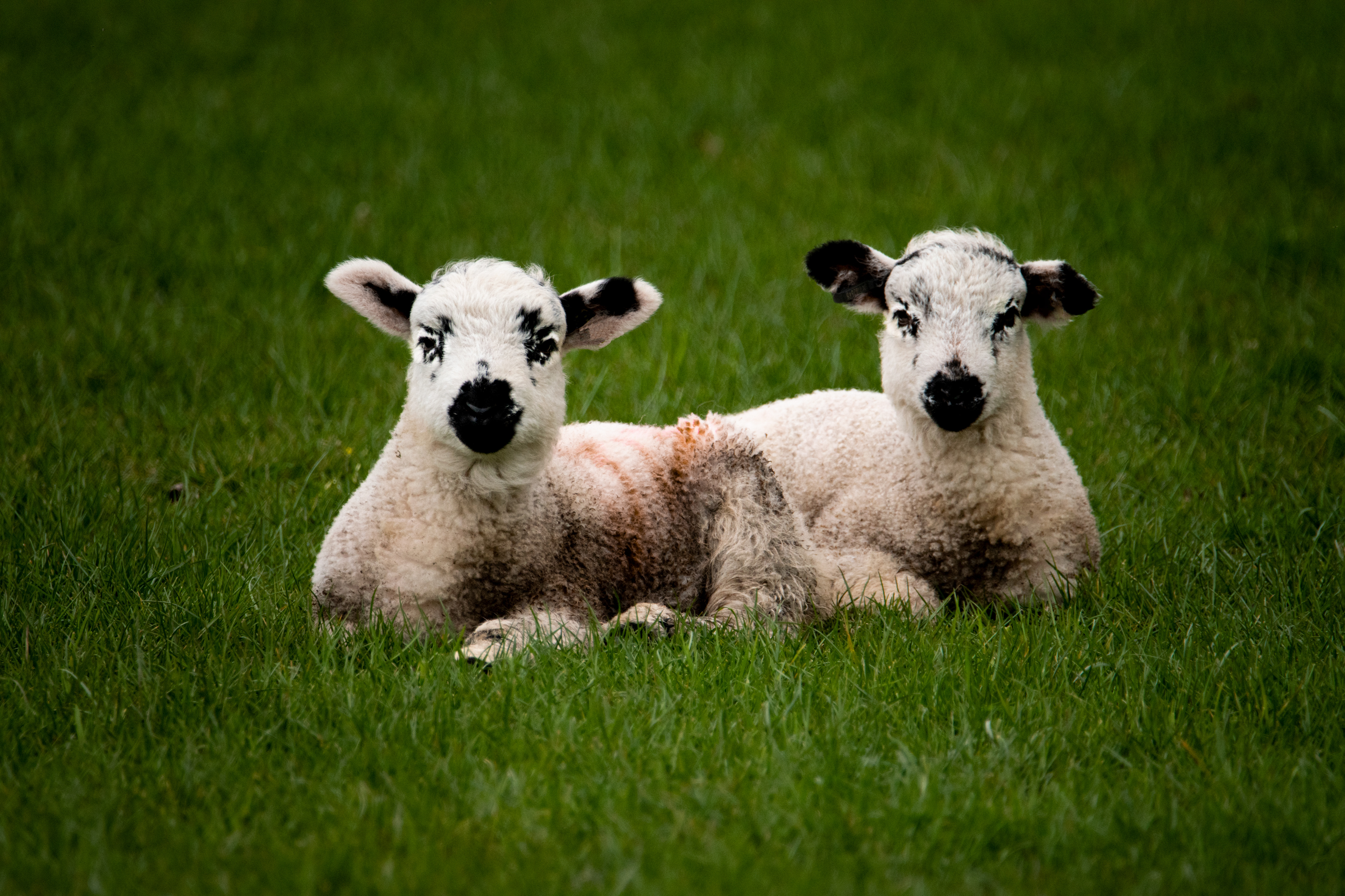 Twins lazing in the sun