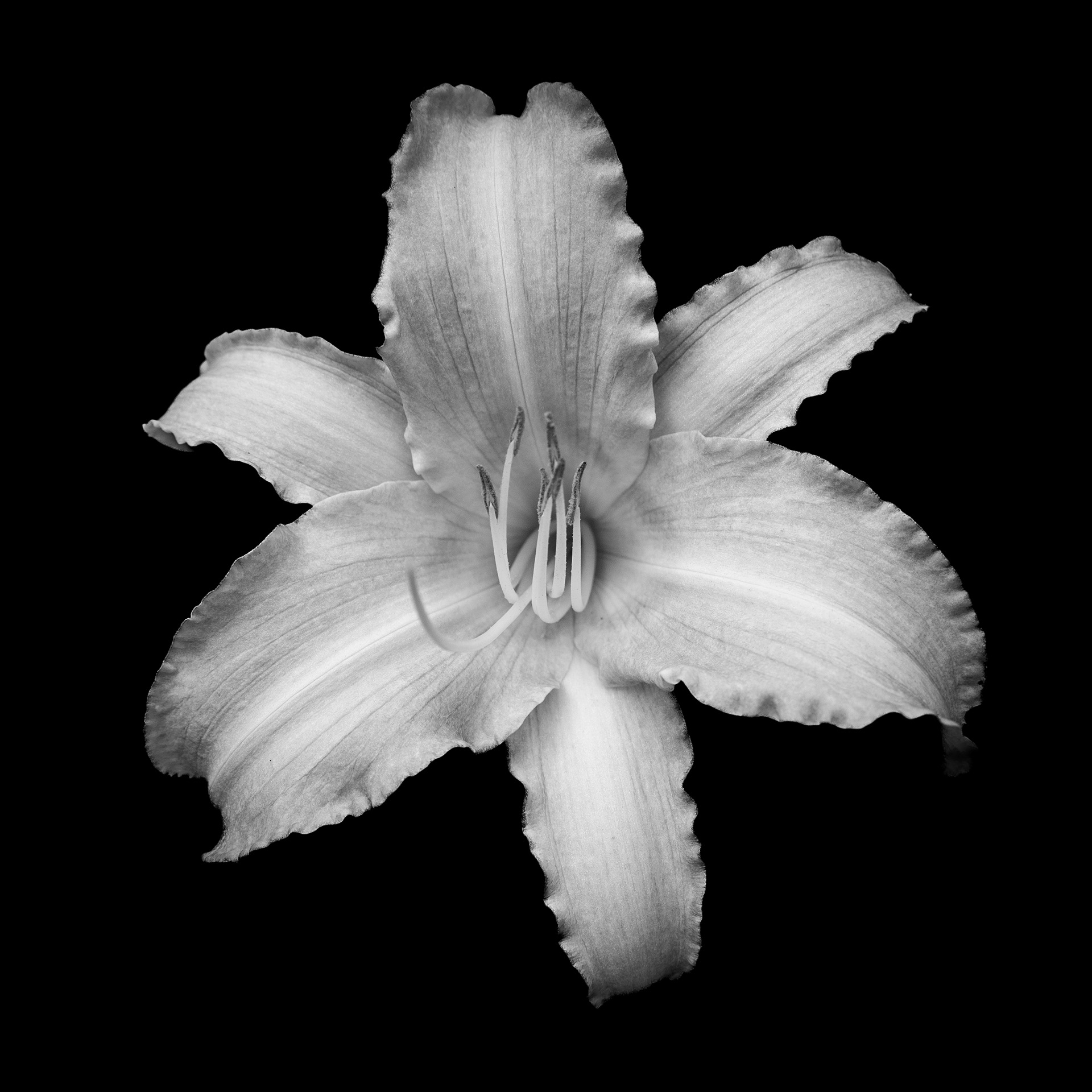Day Lily B&W