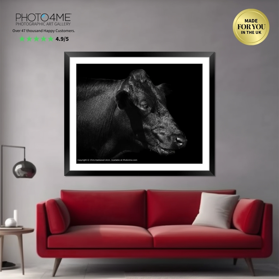 Black cow Portrait.