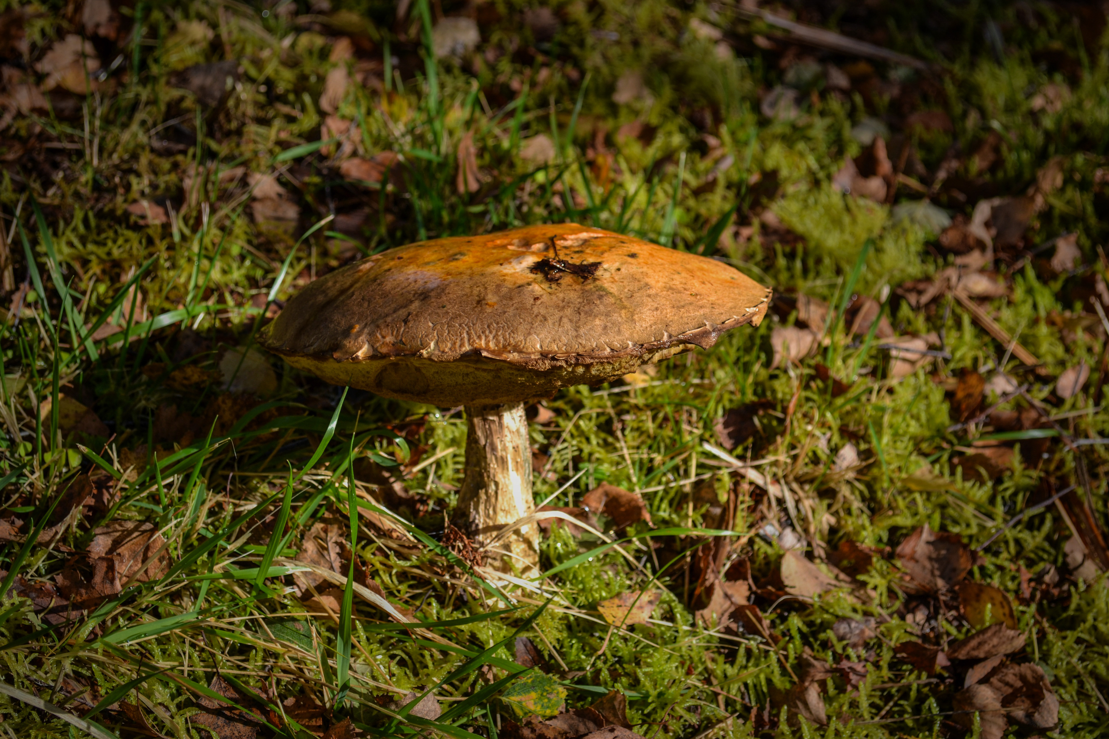Quite a stool for a toad