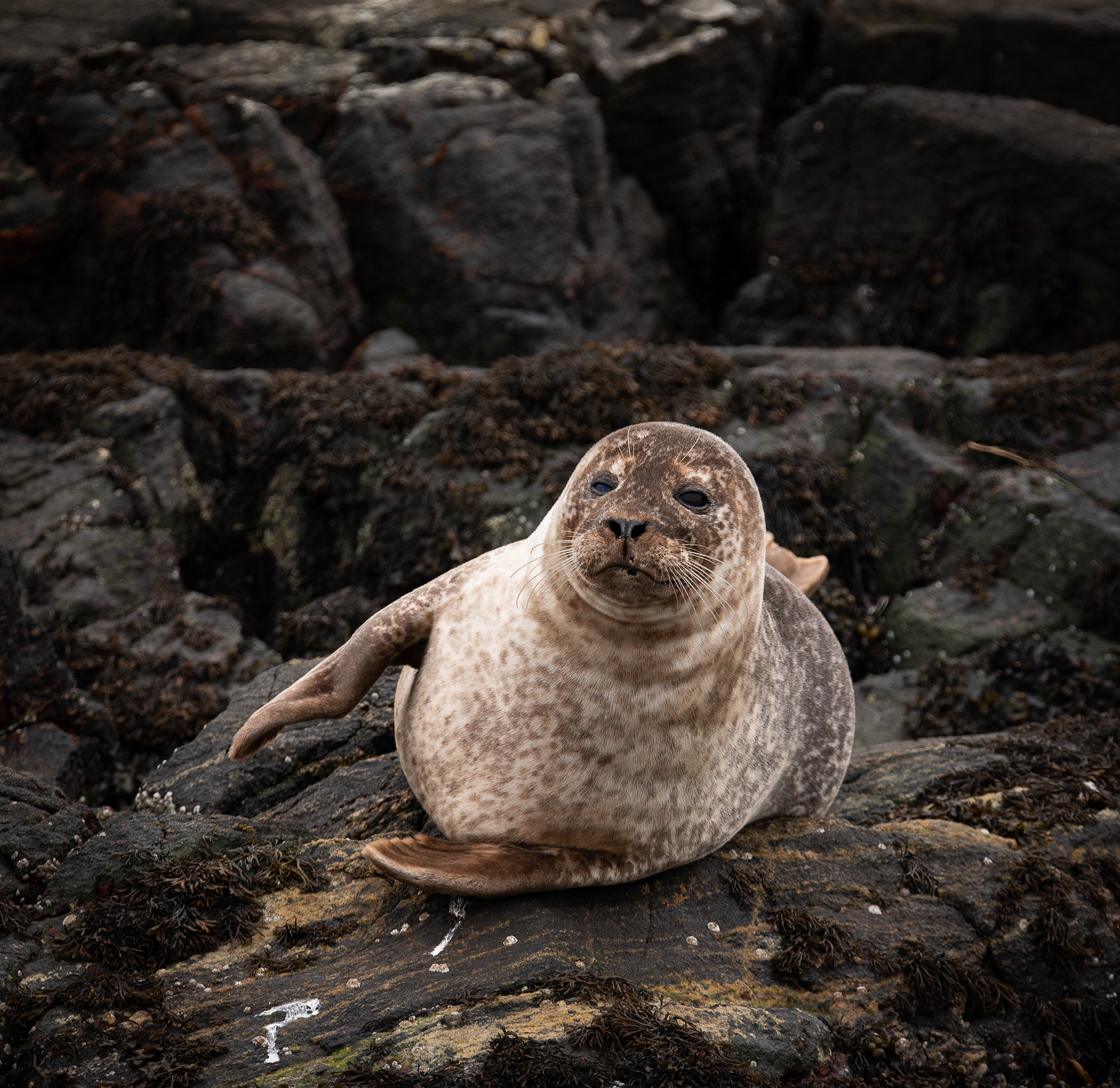 Loch Roe Seal