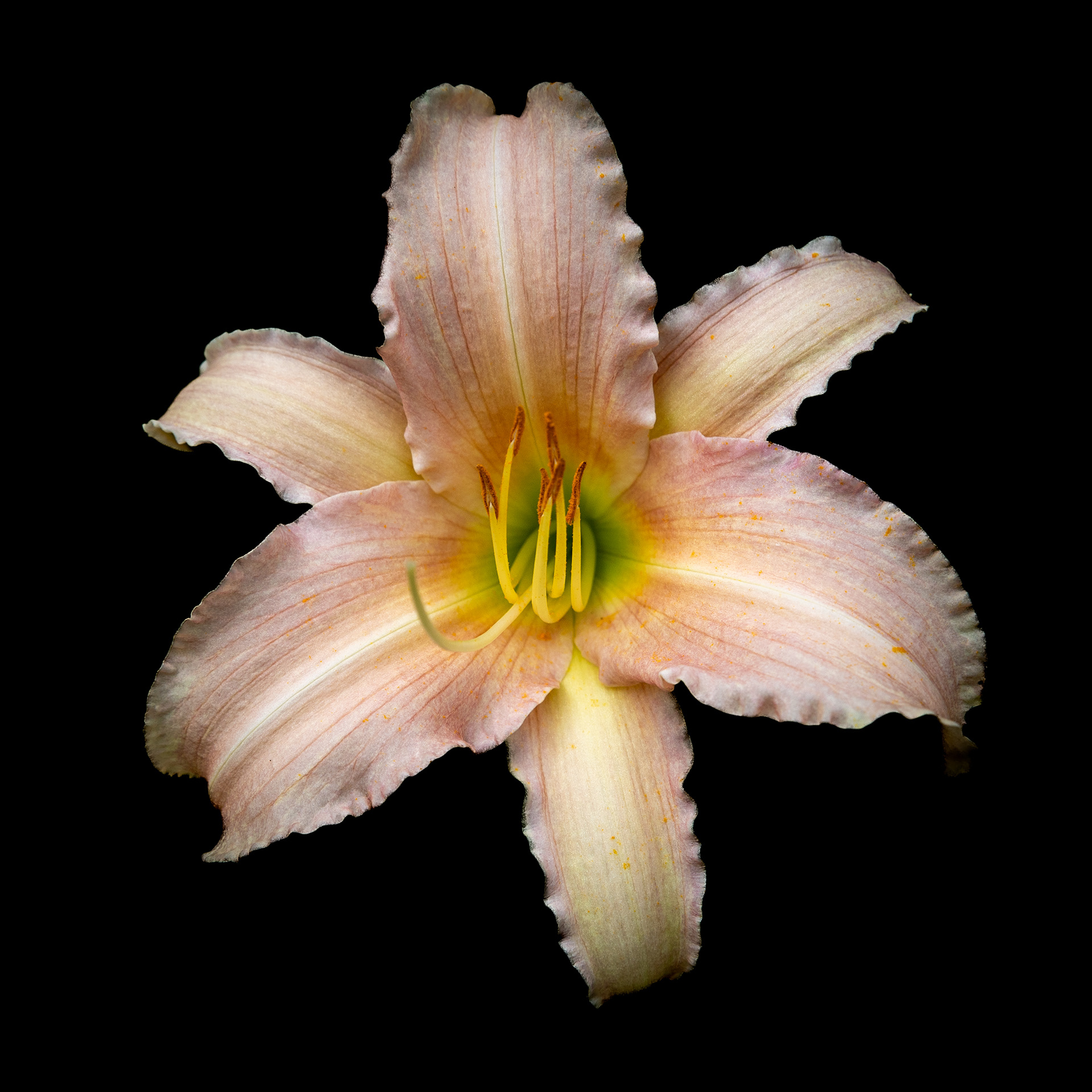 Day Lily