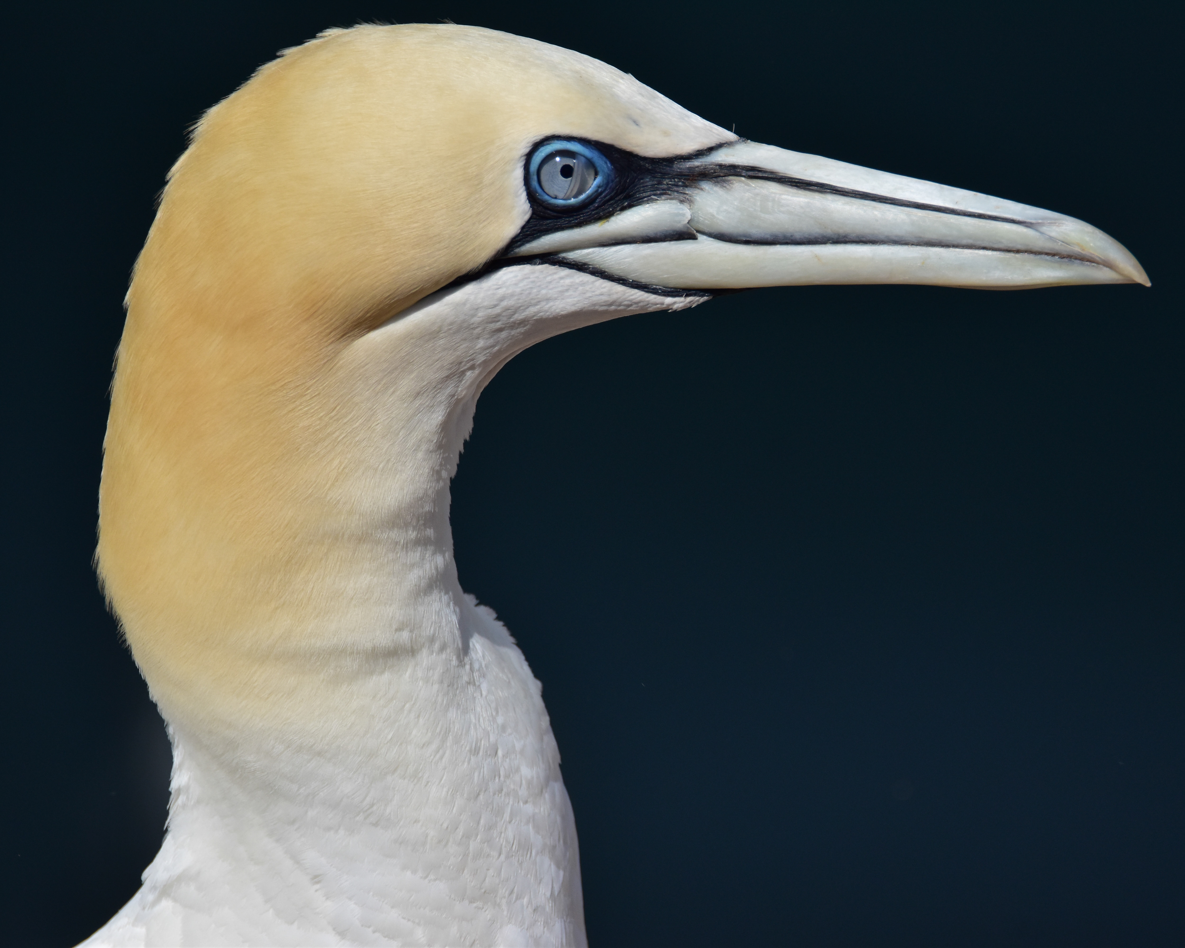 Gannet portrait with nictitating eyelid visible