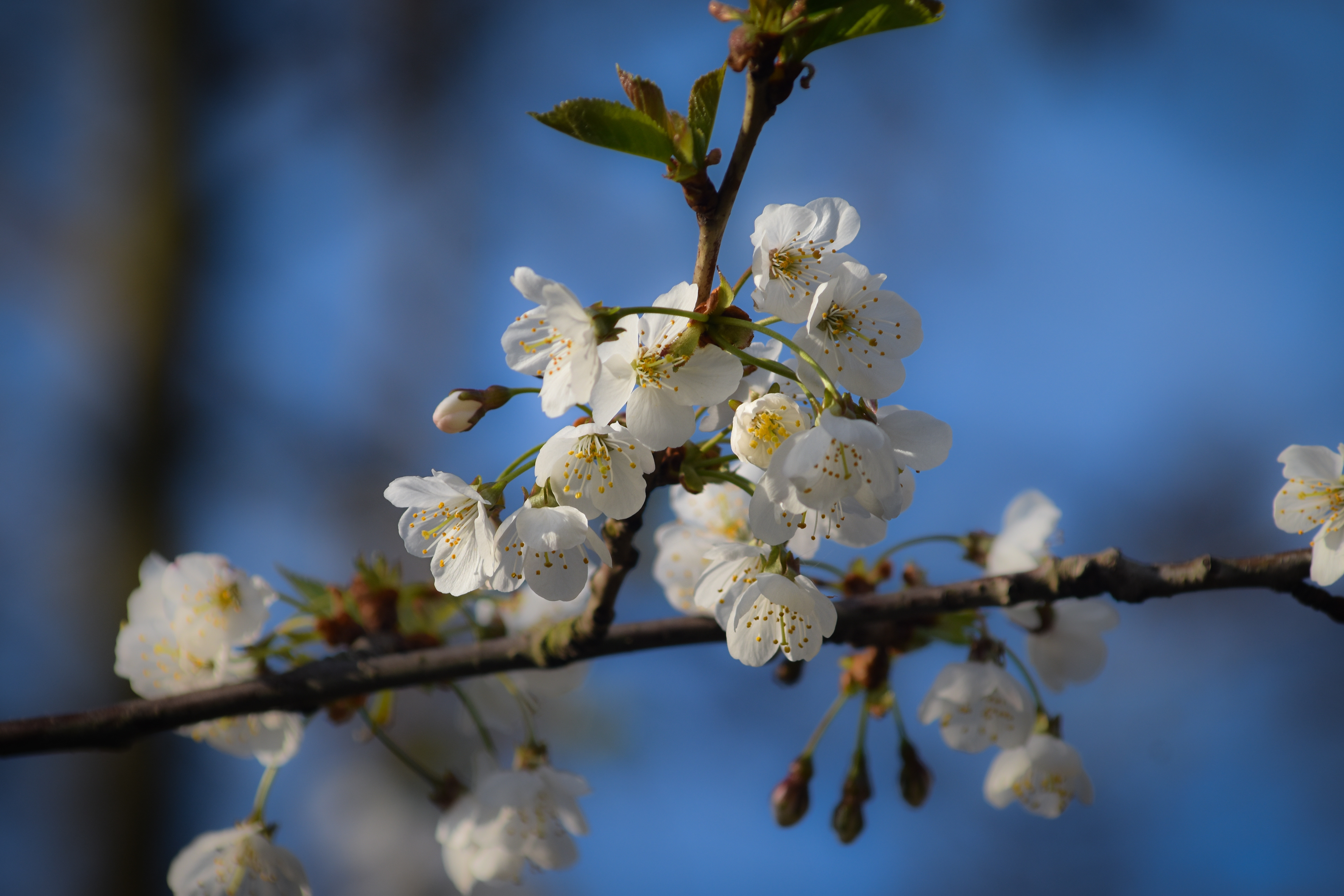 Cherry blossom