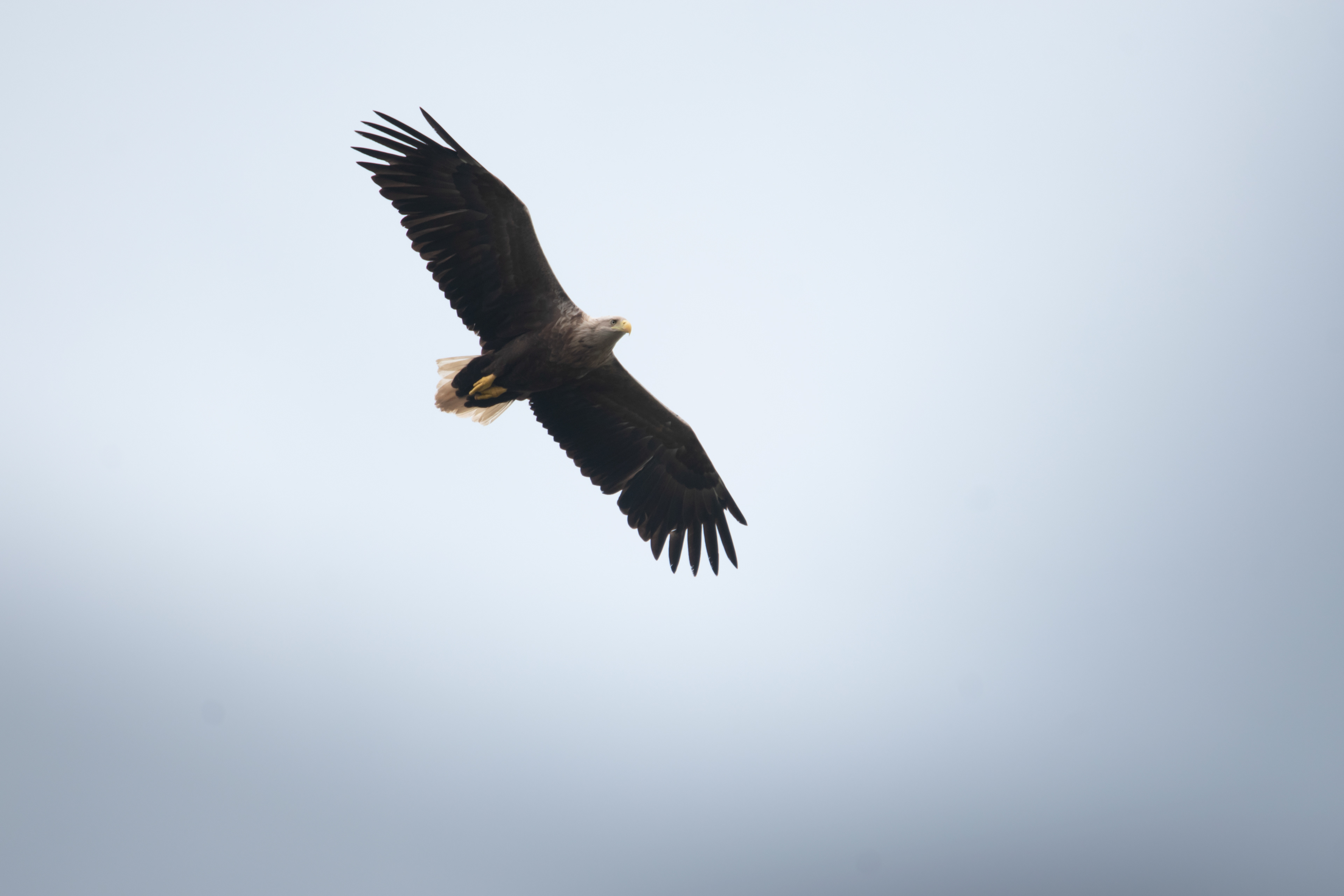 White tailed Sea Eagle off the West Coast of Scotland