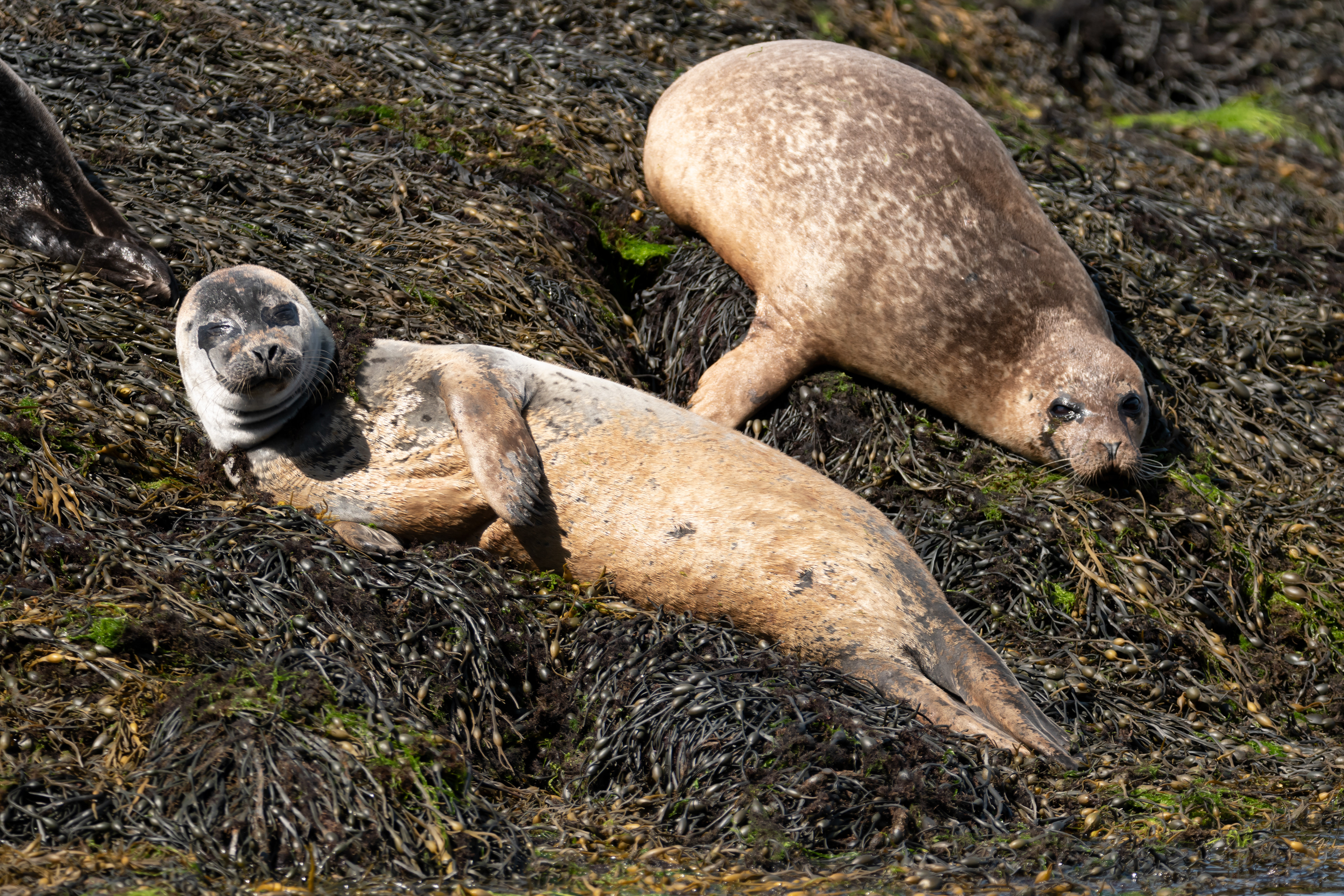 Common seals waiting for high tide. Loch Roe