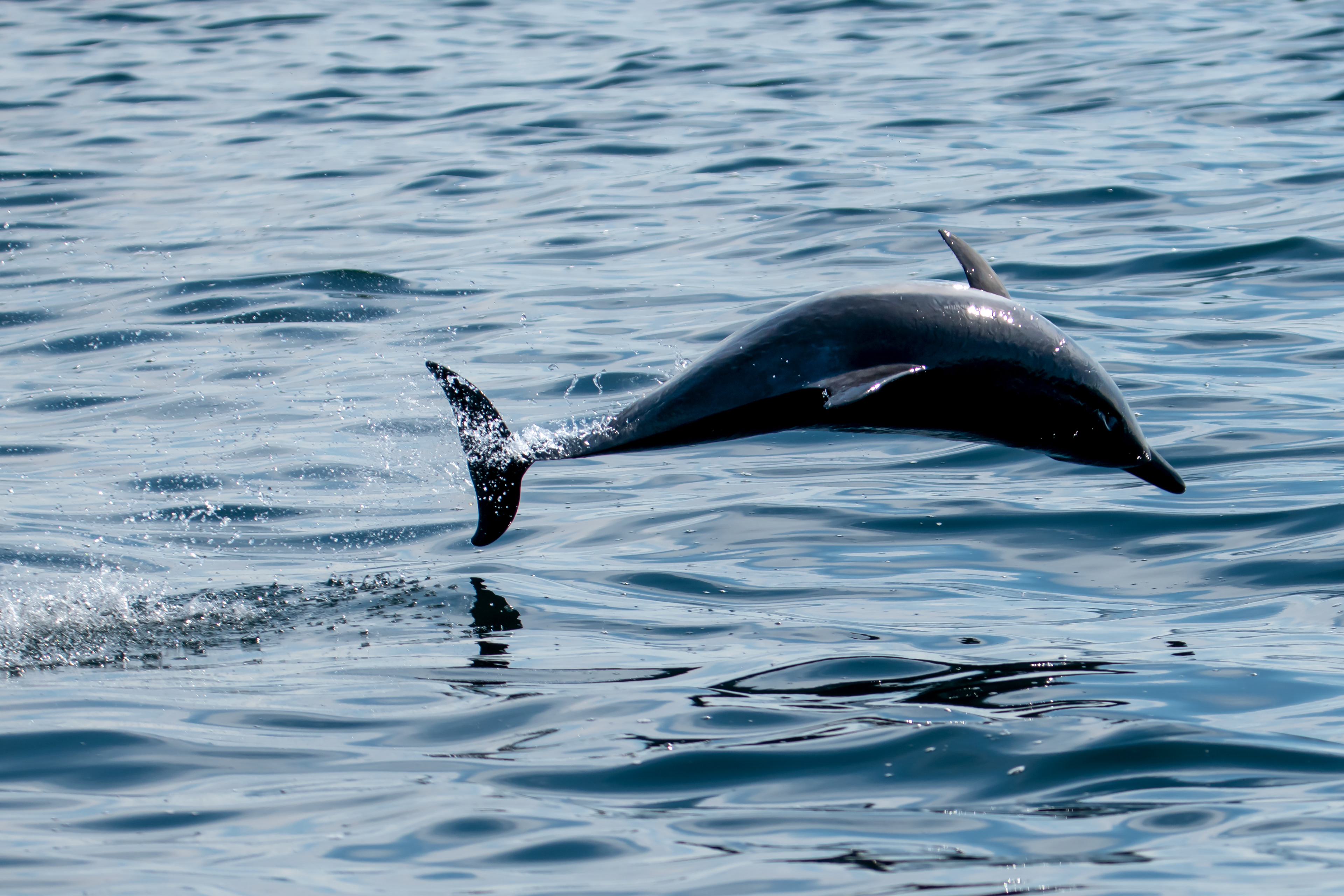 Bottle nose having fun. West coast of Scotland