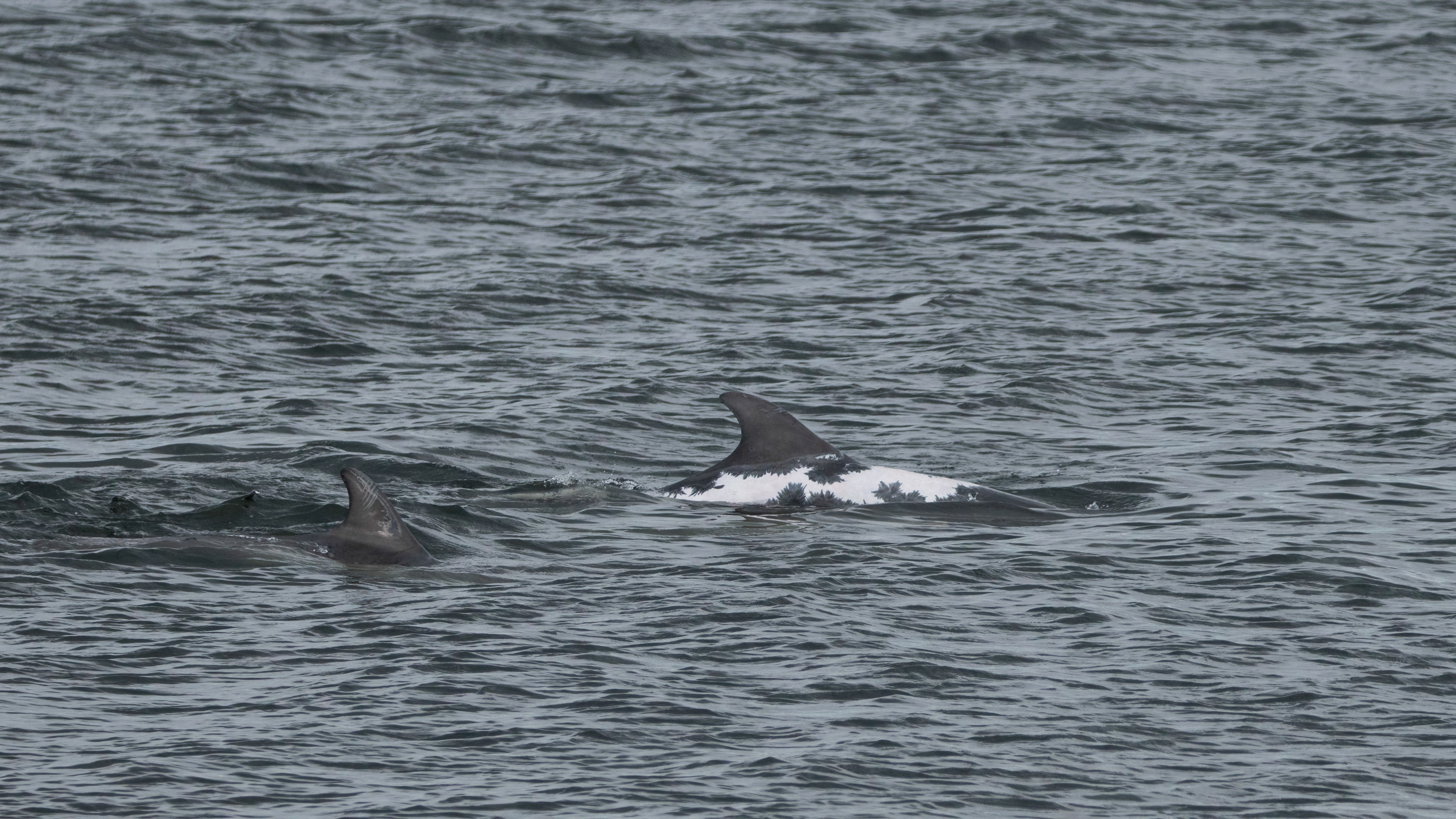 Sunburn scarred Dolphin. Moray Firth.