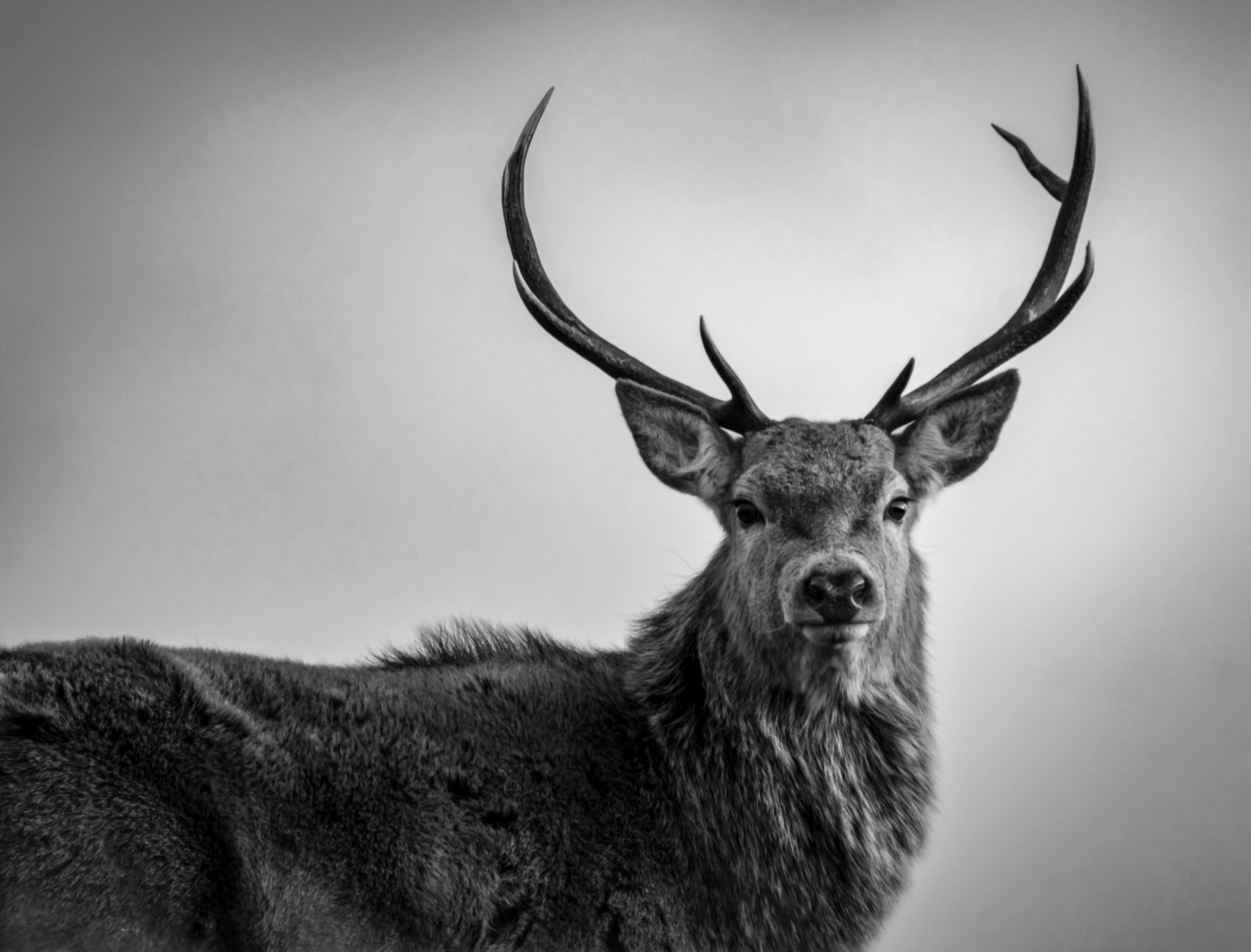 Red Deer Stag, Highlands of Scotland B&W