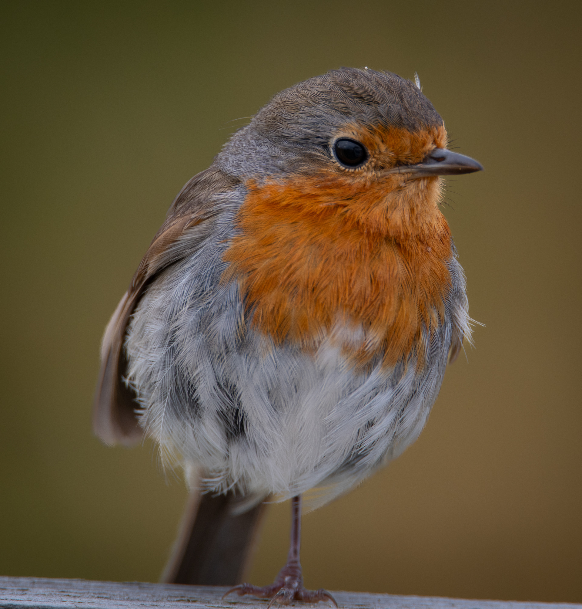 Robin Red Breast