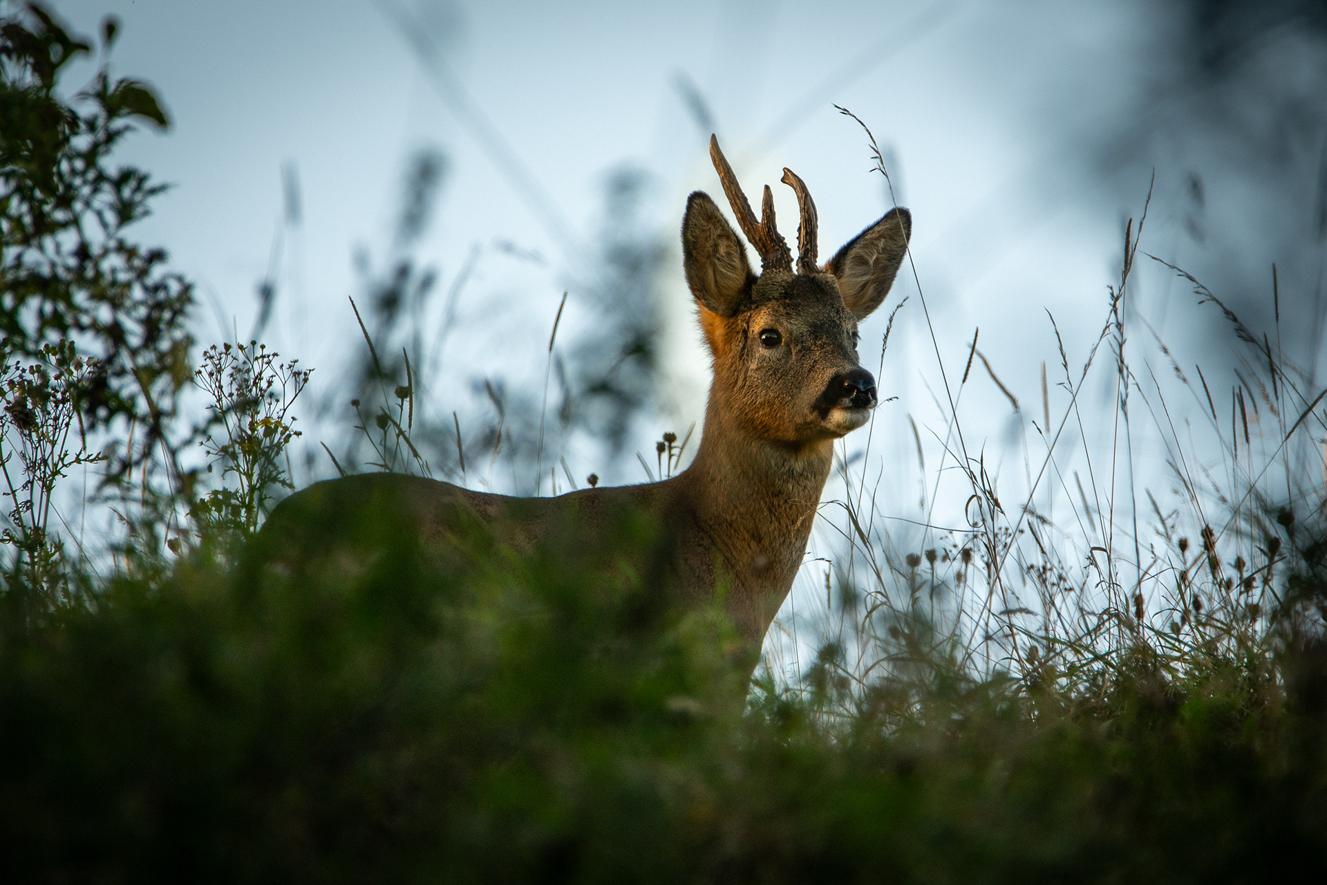 Roe Deer Buck, Lancashire