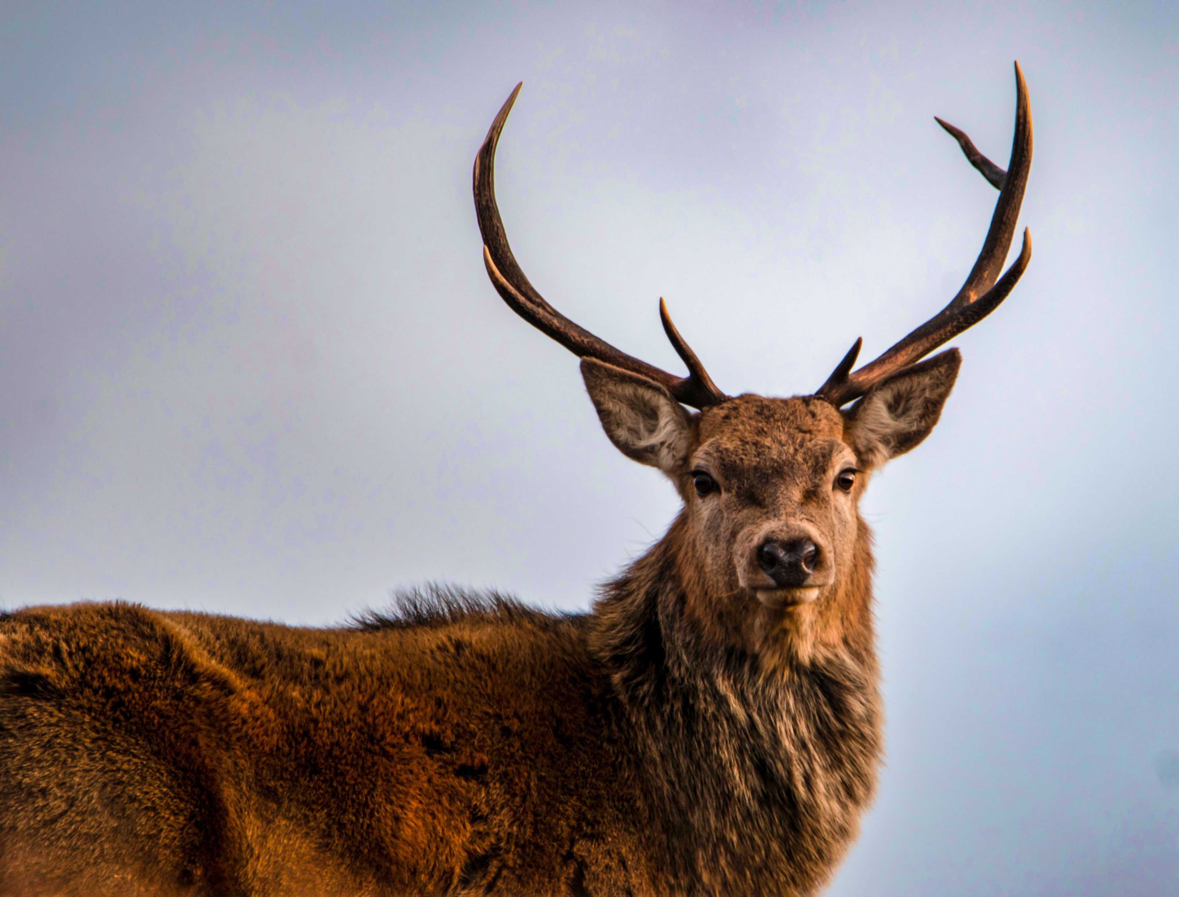 Red Deer Stag, Highlands of Scotland
