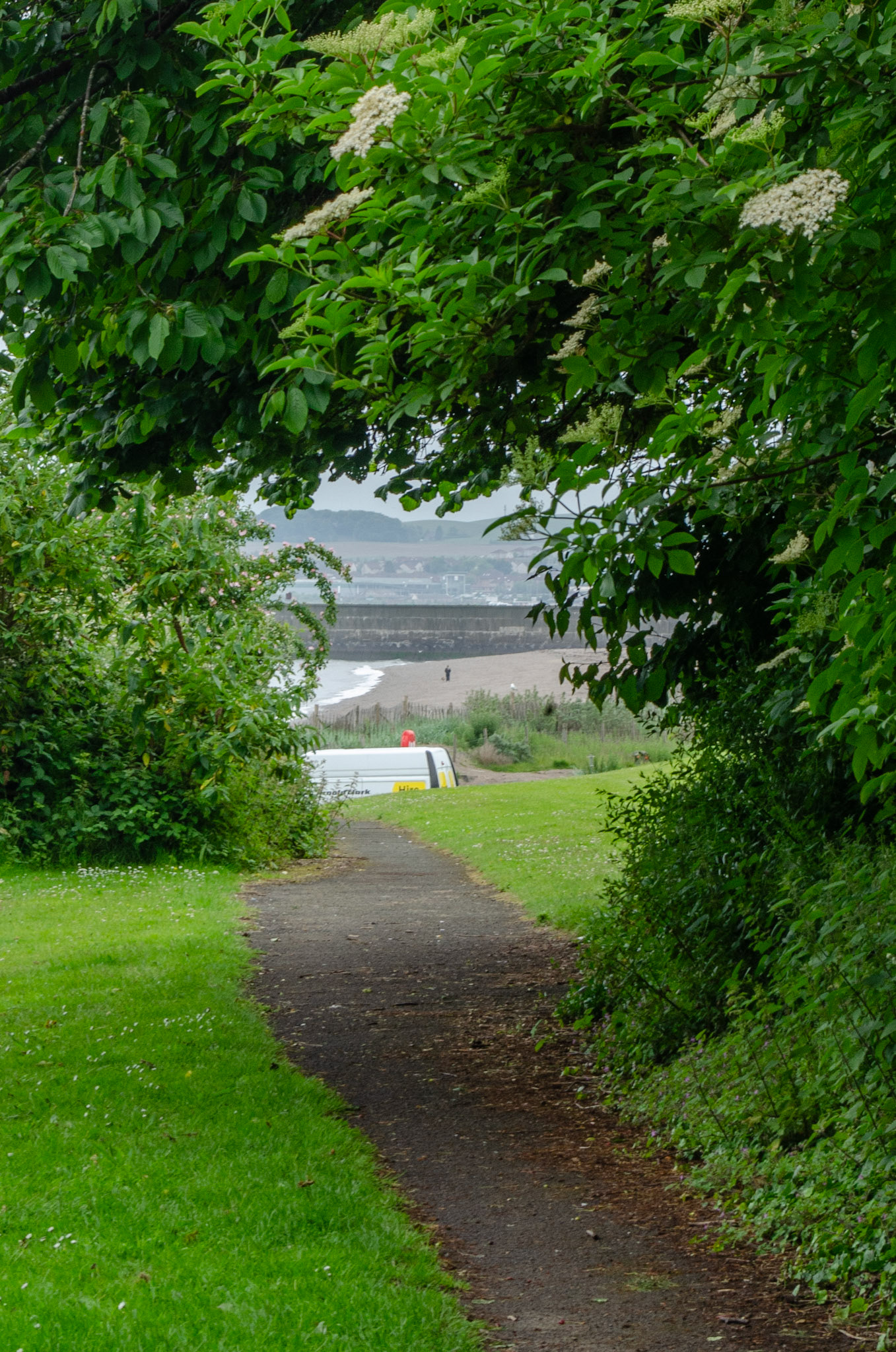 A Man walking his dog in the distance through some greenery.