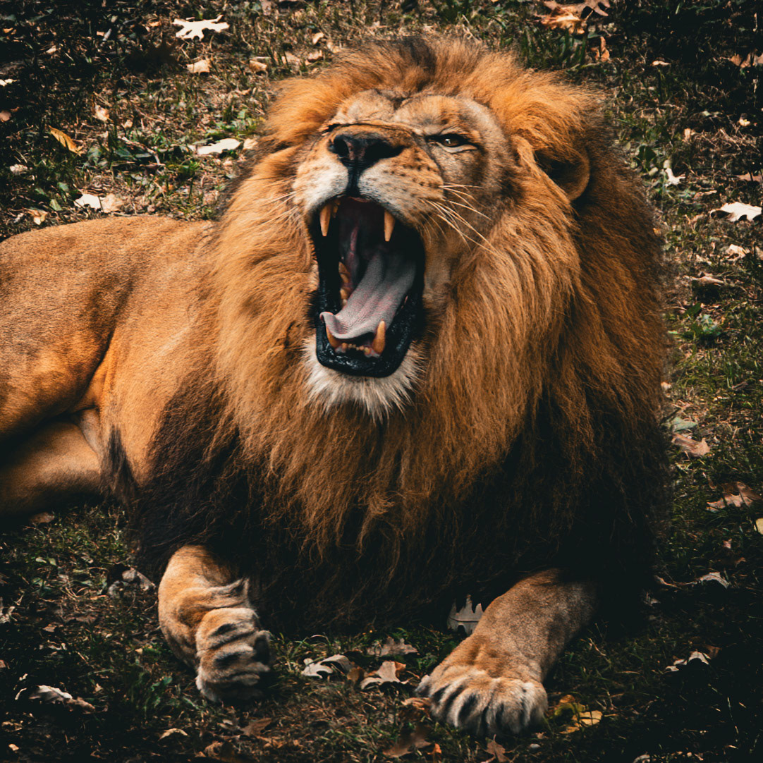Lion Yawn