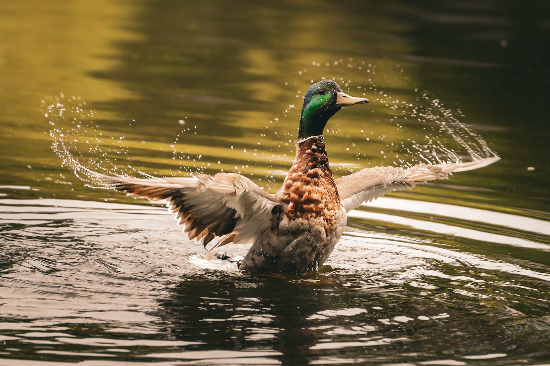 Mallard Flapping Wings