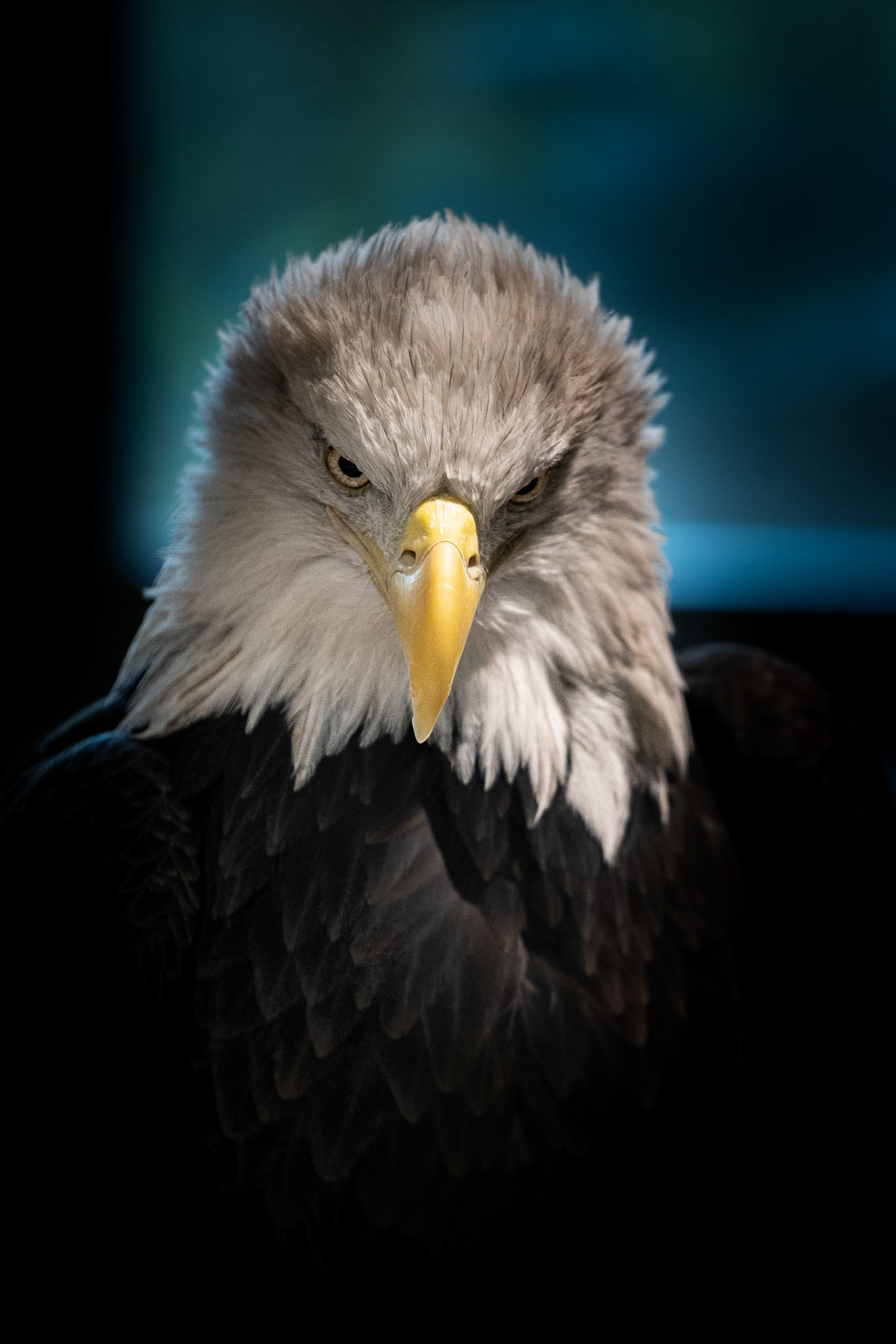Bald Eagle Stare Down
