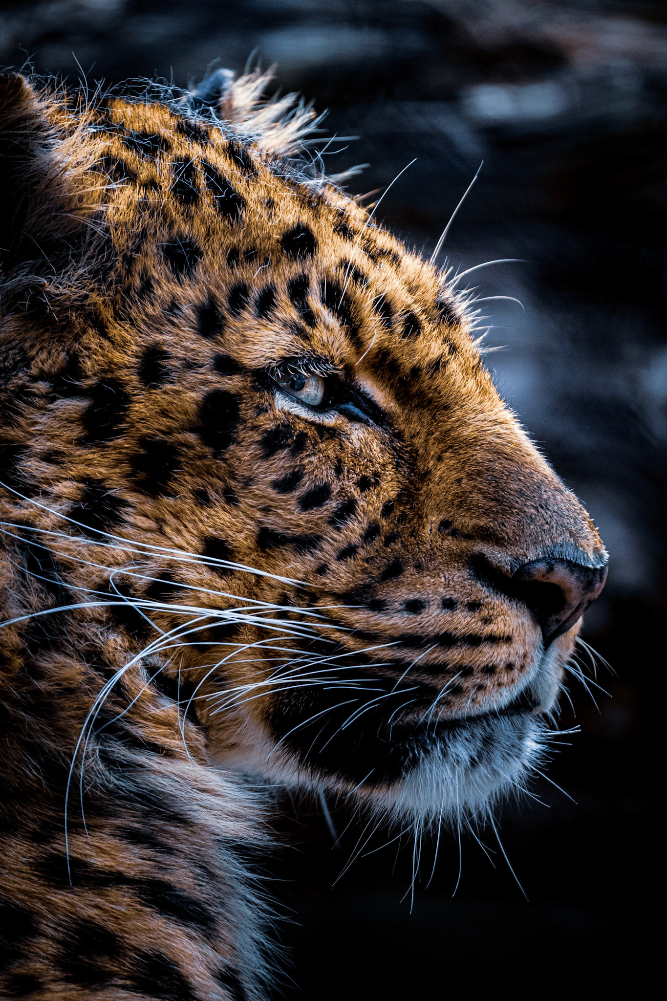 Amur Leopard at the Minnesota Zoo