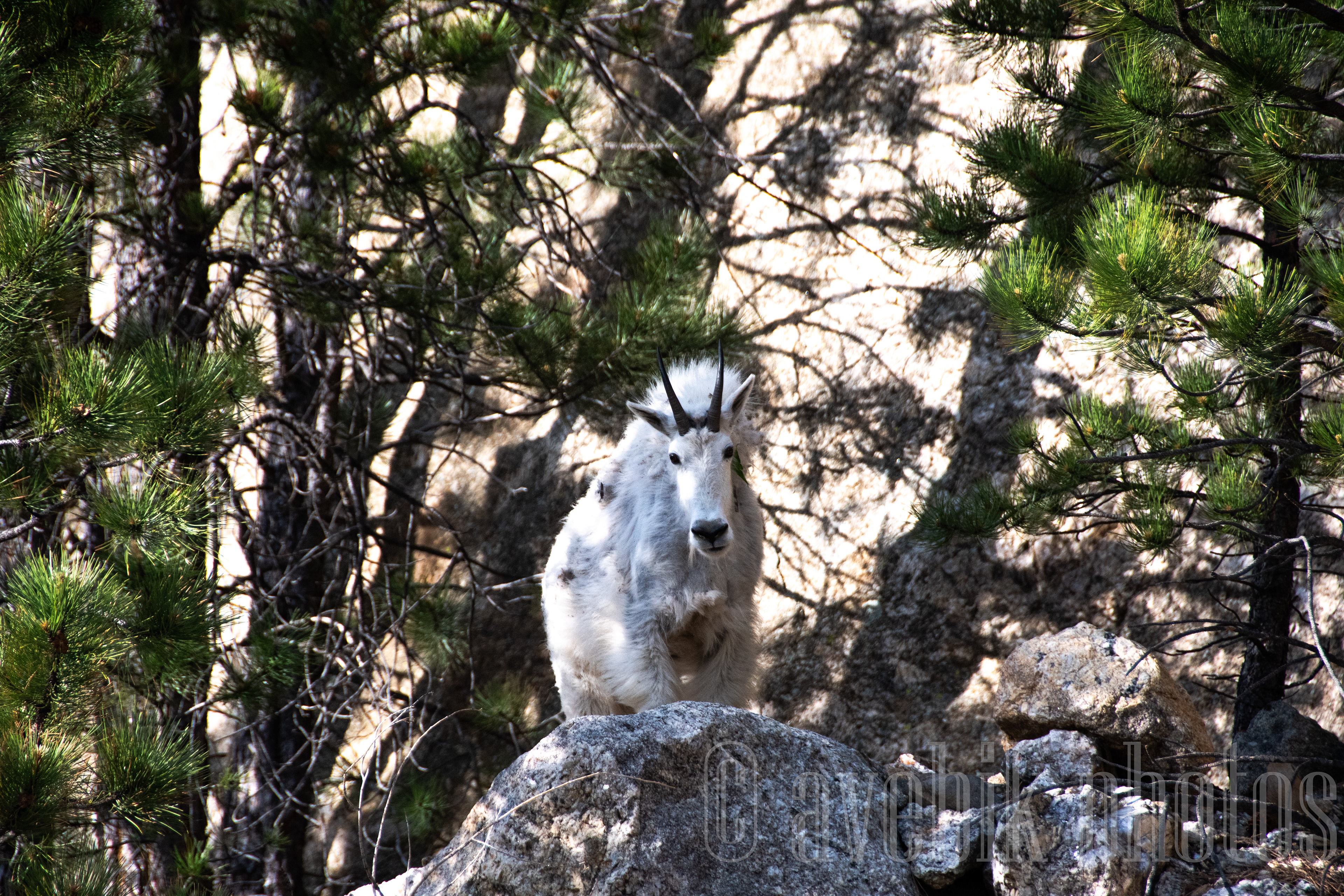 Mountain Goat, Somewhere in South Dakota