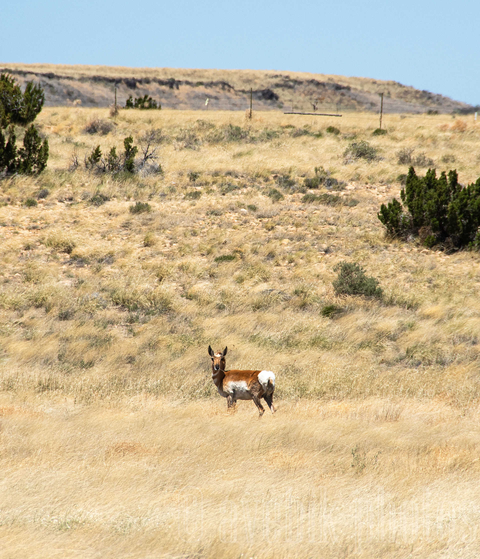 Wild Pronghorn