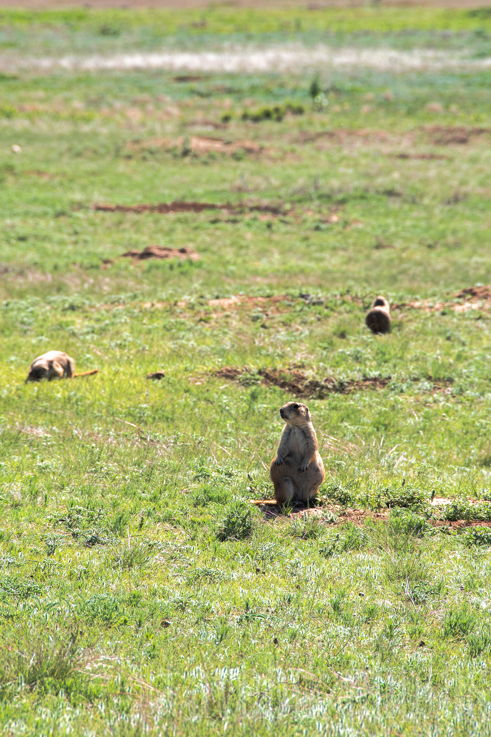 Prairie Dogs Chirping