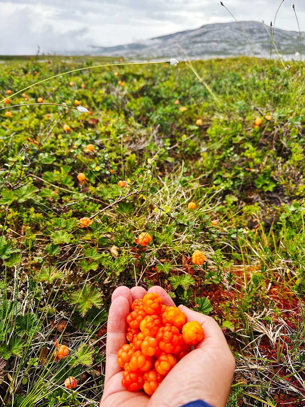Hilllaa löyty mielettömästi.