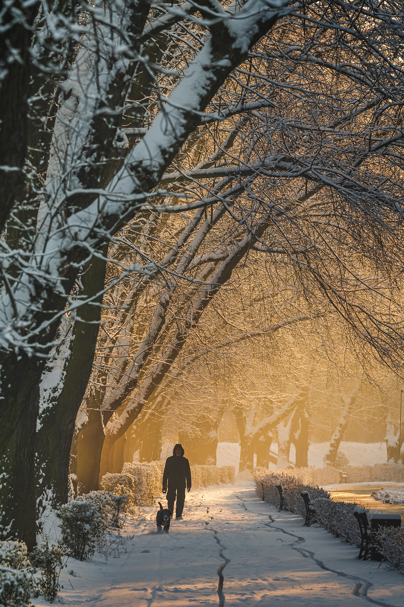Sosnowiec, Stawiki
