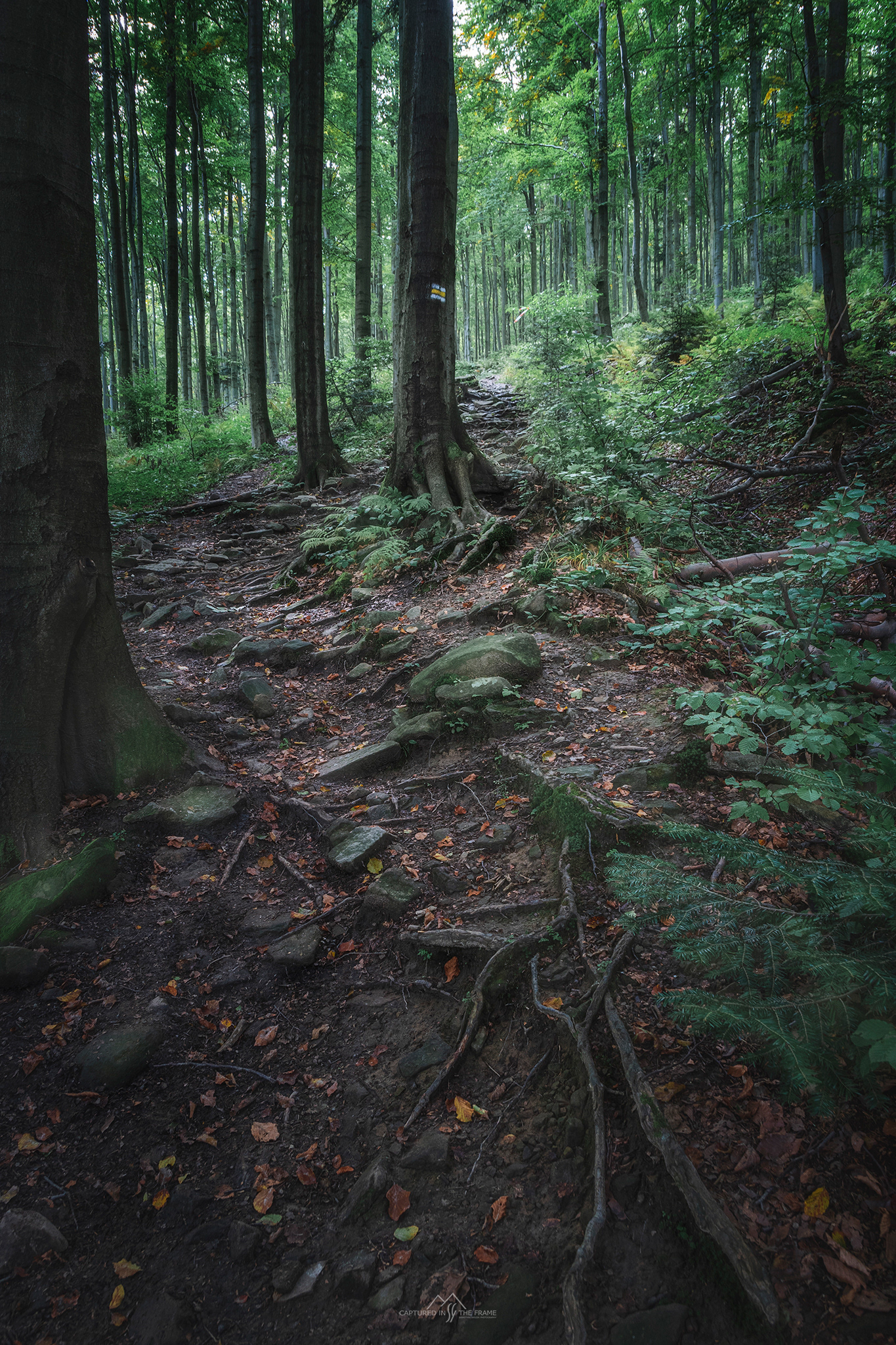 Beskid Wyspowy