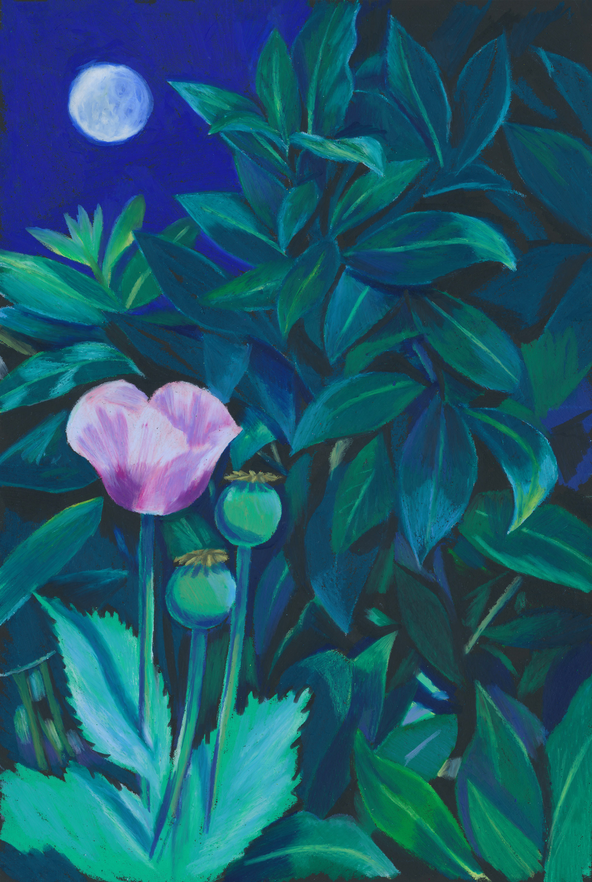 Pavot, pastel
