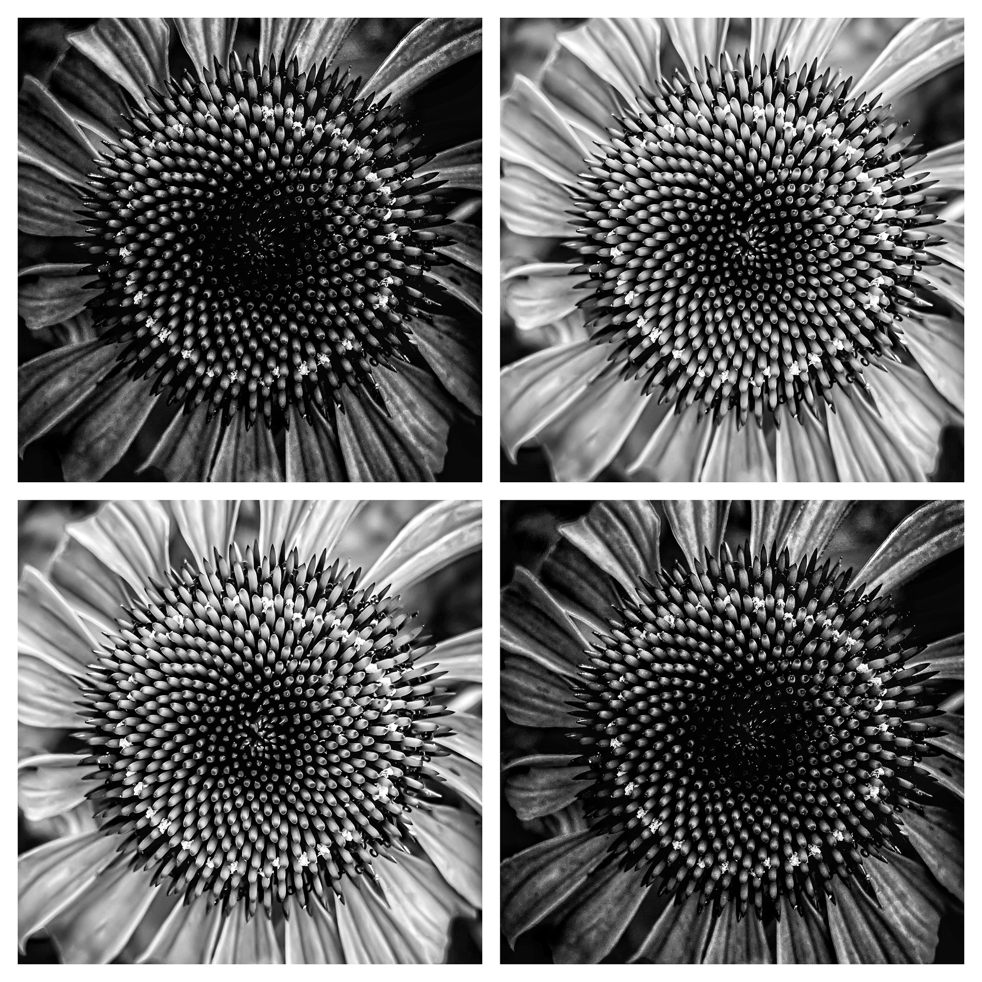 Floral study in B & W