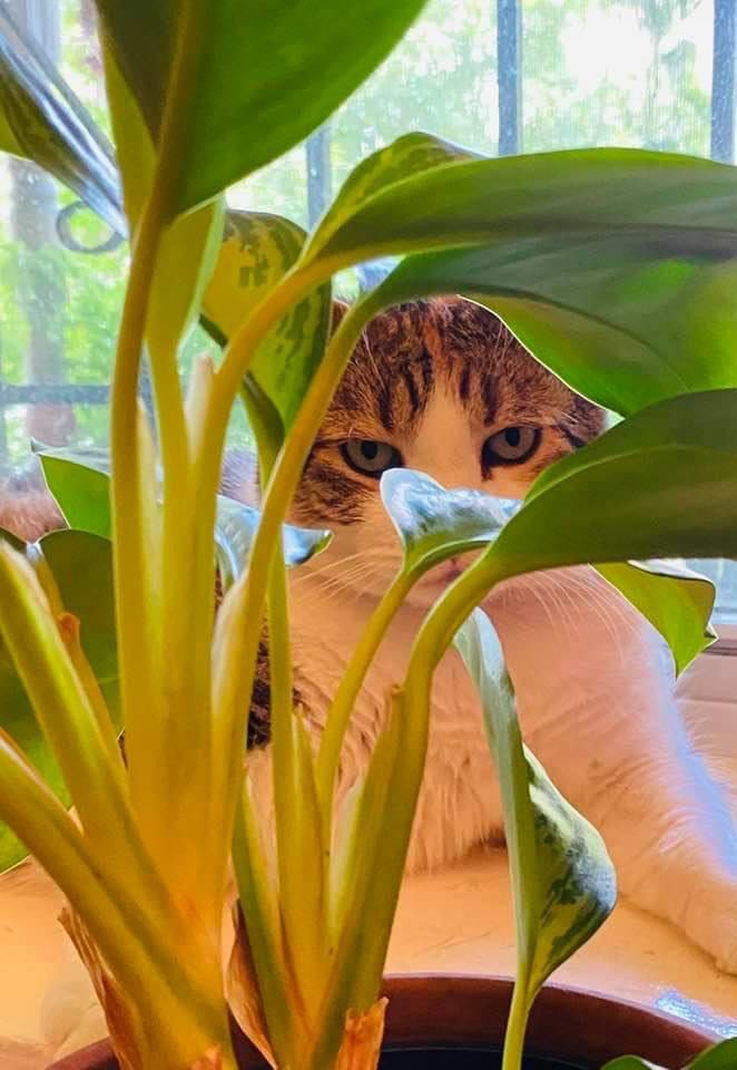 Camouflage kitty