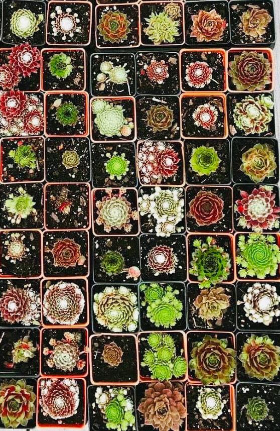 Succulents