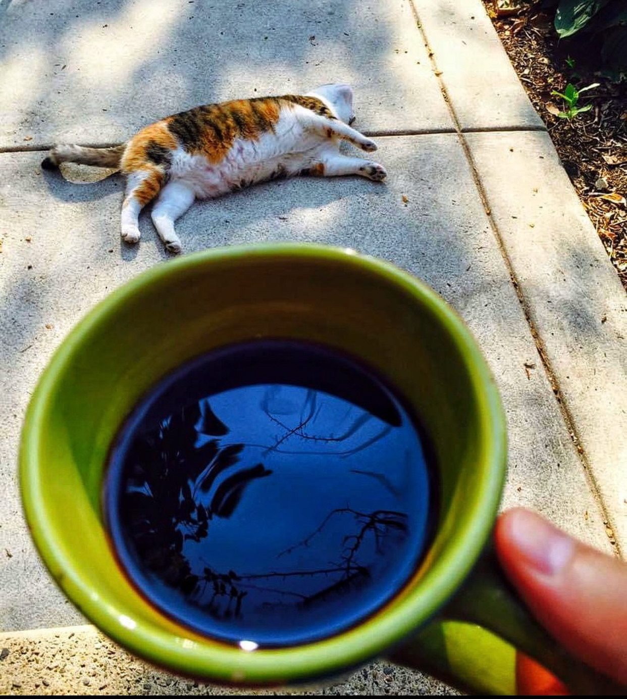 Coffee with a side of Calico