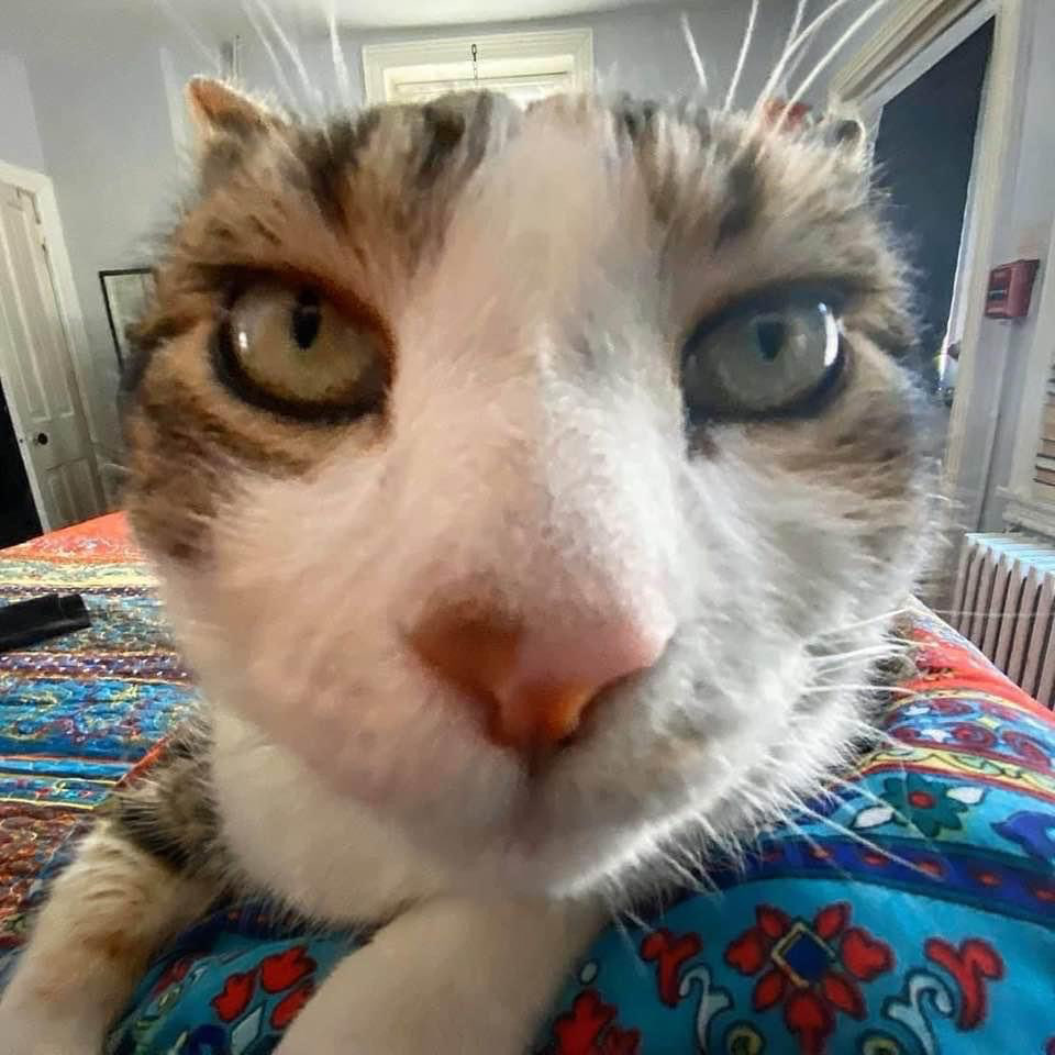 Extreme calico close-up