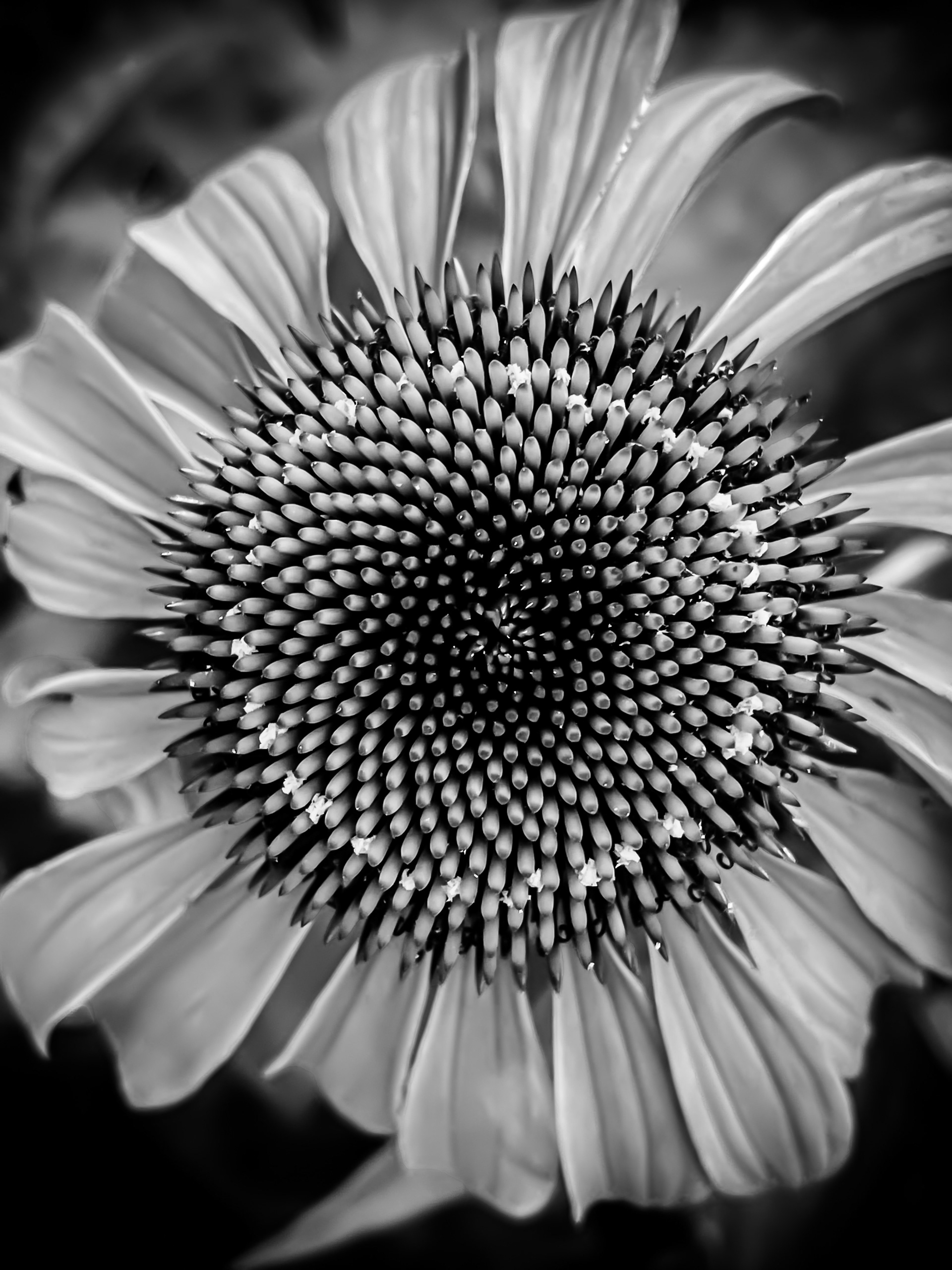 Flower in B & W