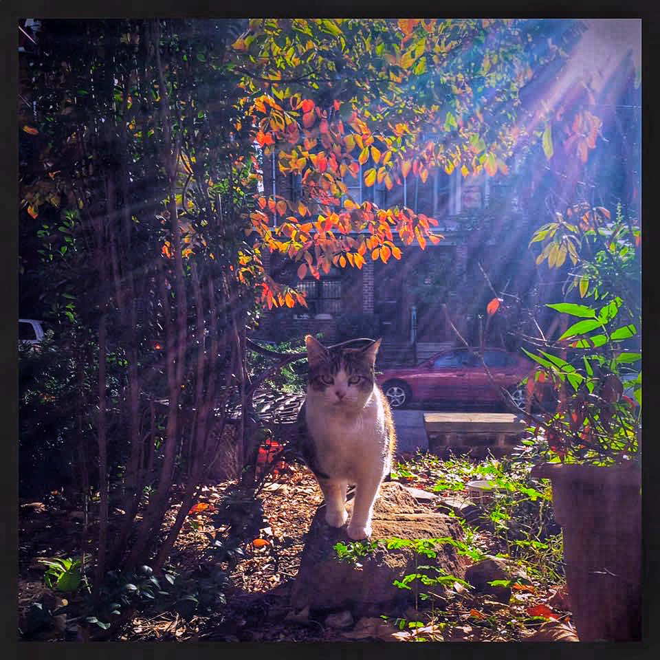 Autumn sun on a calico