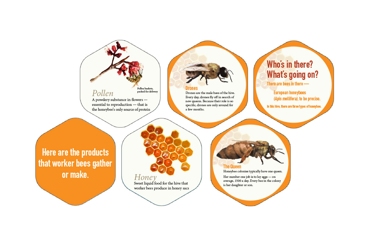 Six honeycomb shaped graphics detailing different aspects of a bee’s life.
