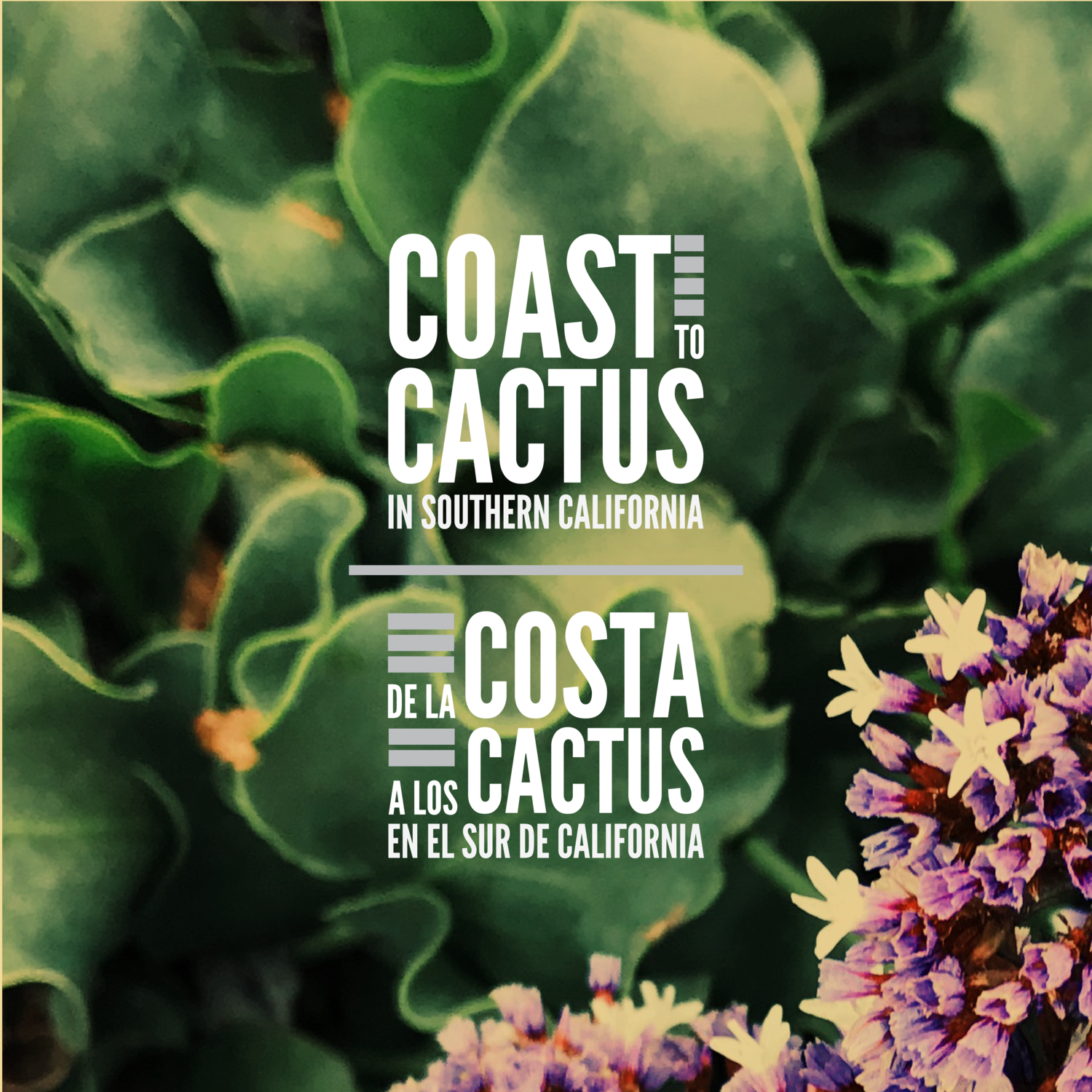This title design, from an independent project, is set in English and Spanish on a photo of green and purple plants. The words, "Coast to Cactus in Souther California" and "De la Costa a los Cactus en el Sur de California" fit together with small rectangles to create two square shapes. Each title is separated by a gray horizontal line
