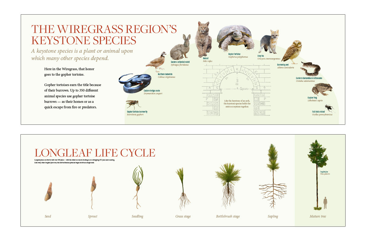 Two long, horizontal panels from the exhibit. One shows a series of animals organized in an arch based on the food chain. The second panel shows the life stages of a tree with illustrations from left to right.