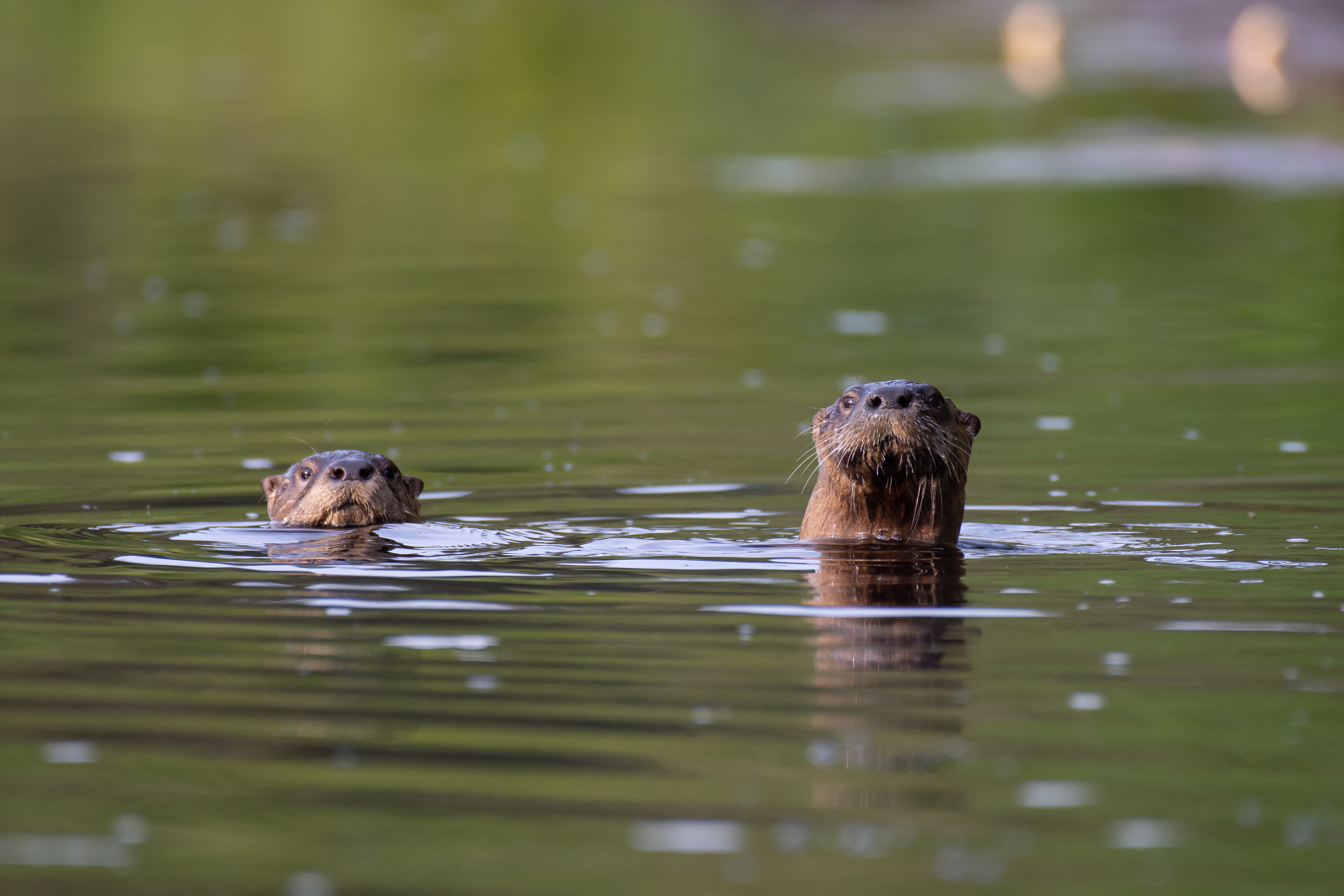 North American river otter.