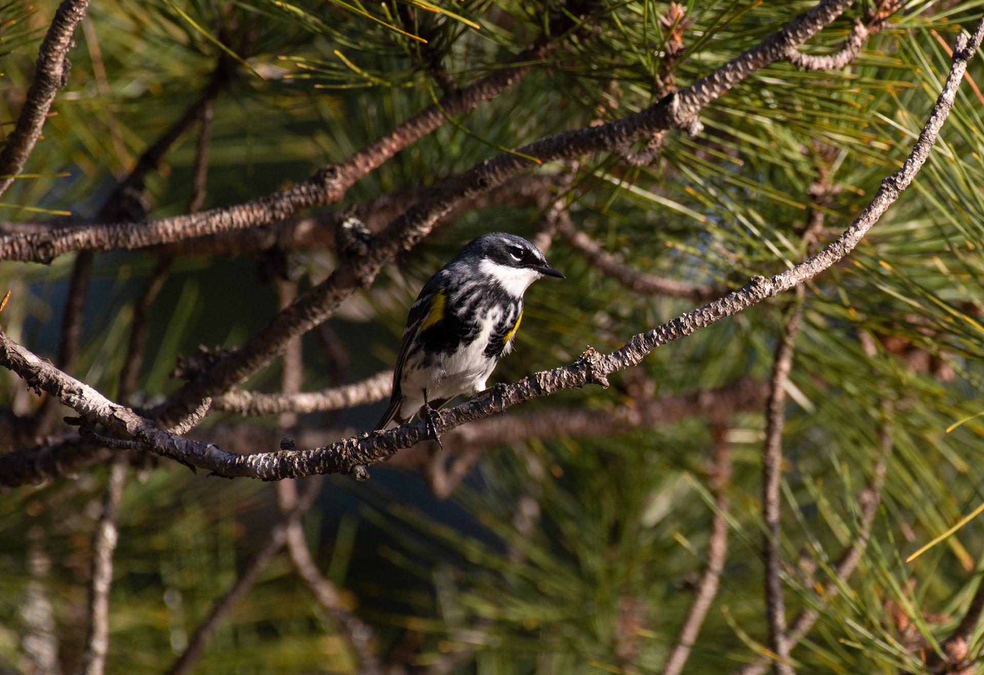 Yellow-rumped warbler.