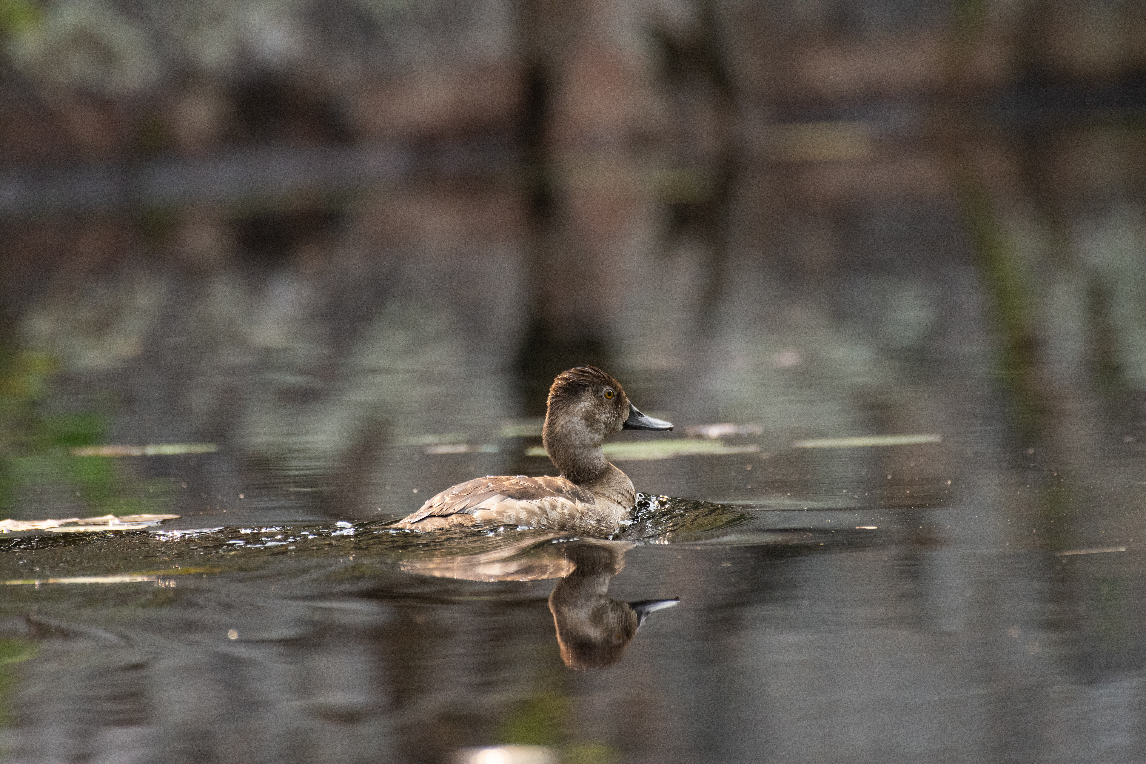 Redhead (female).