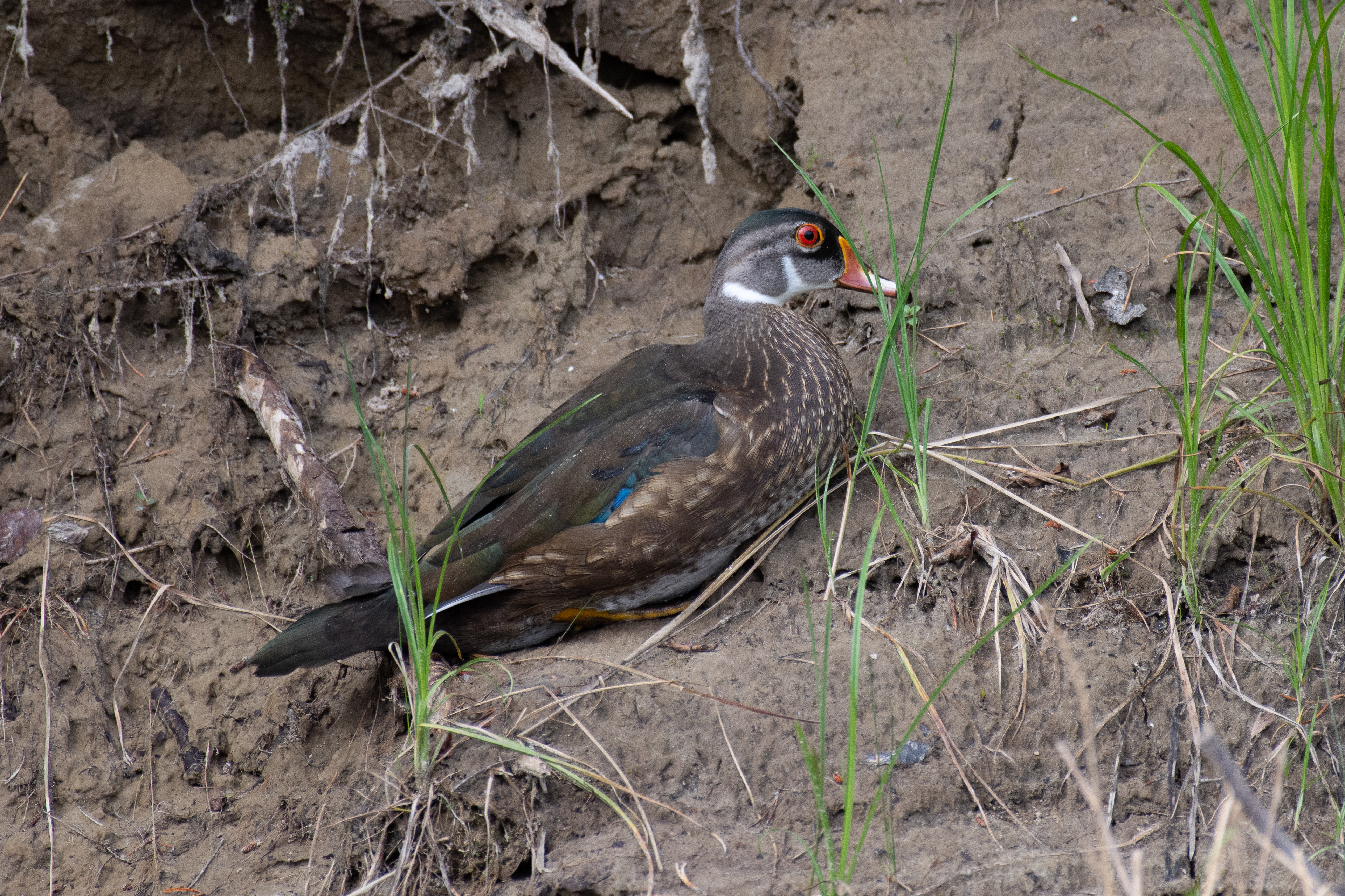 Wood duck (male, eclipse plumage).
