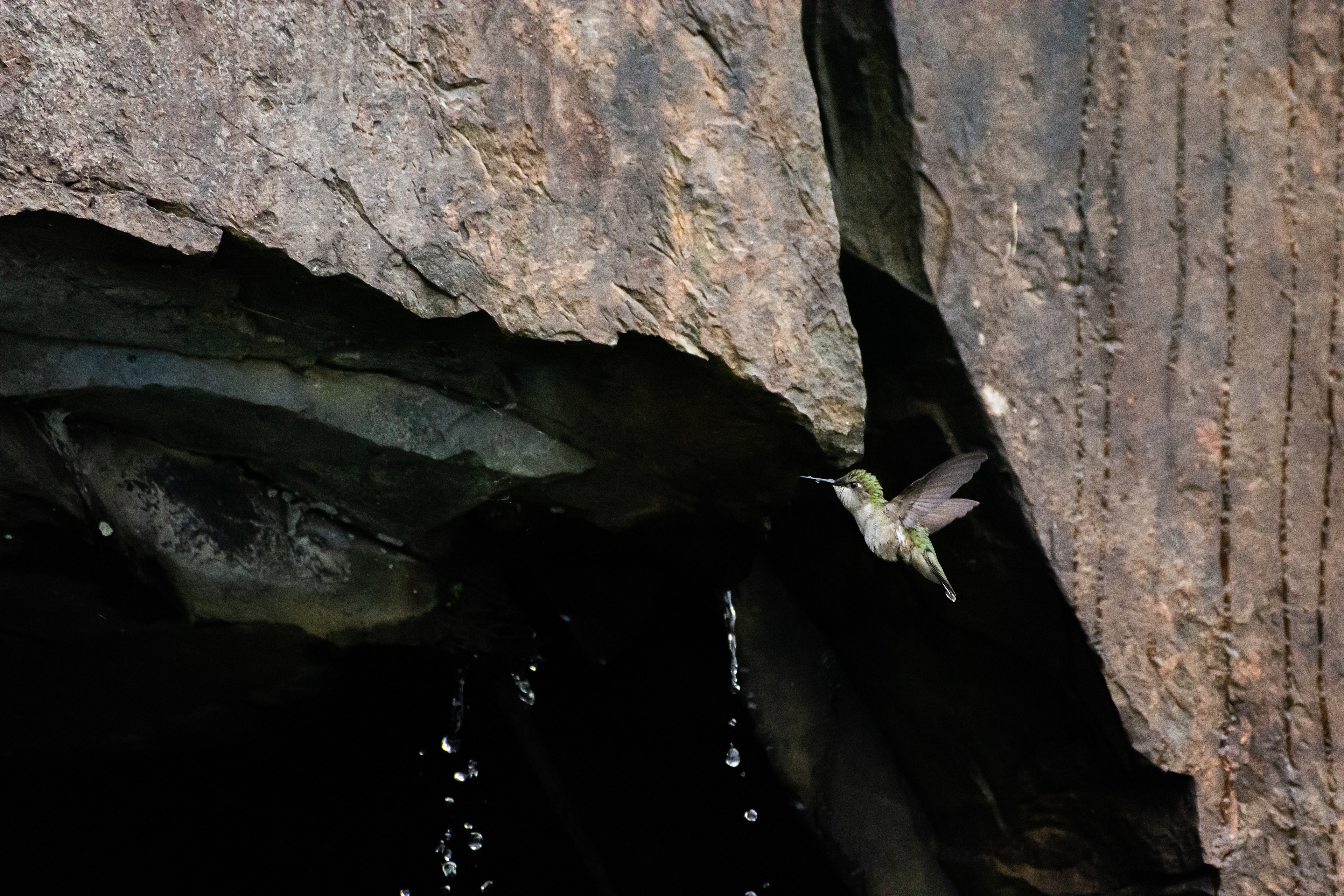 Ruby-throated hummingbird.