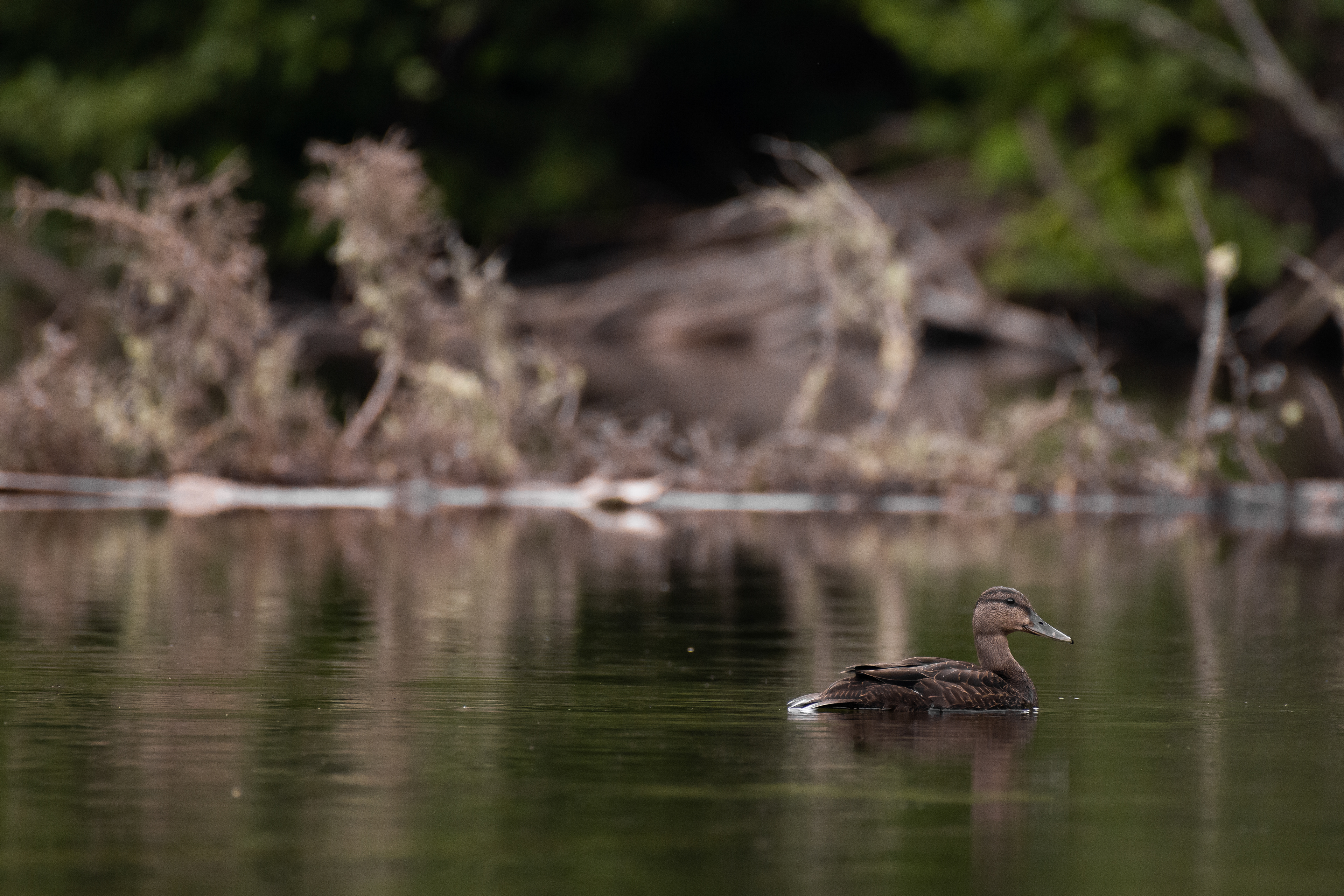 American black duck (female).