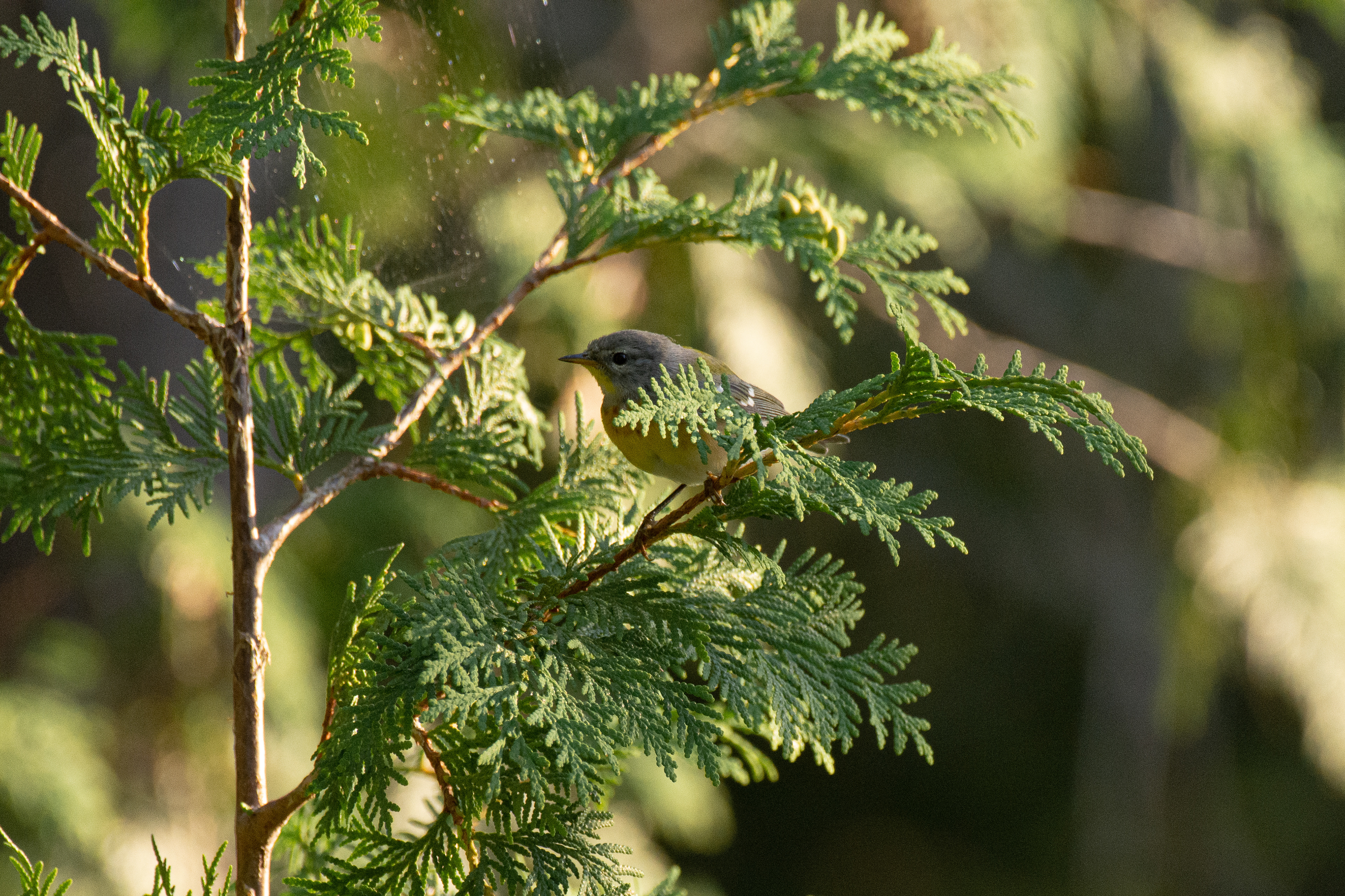 Northern parula.